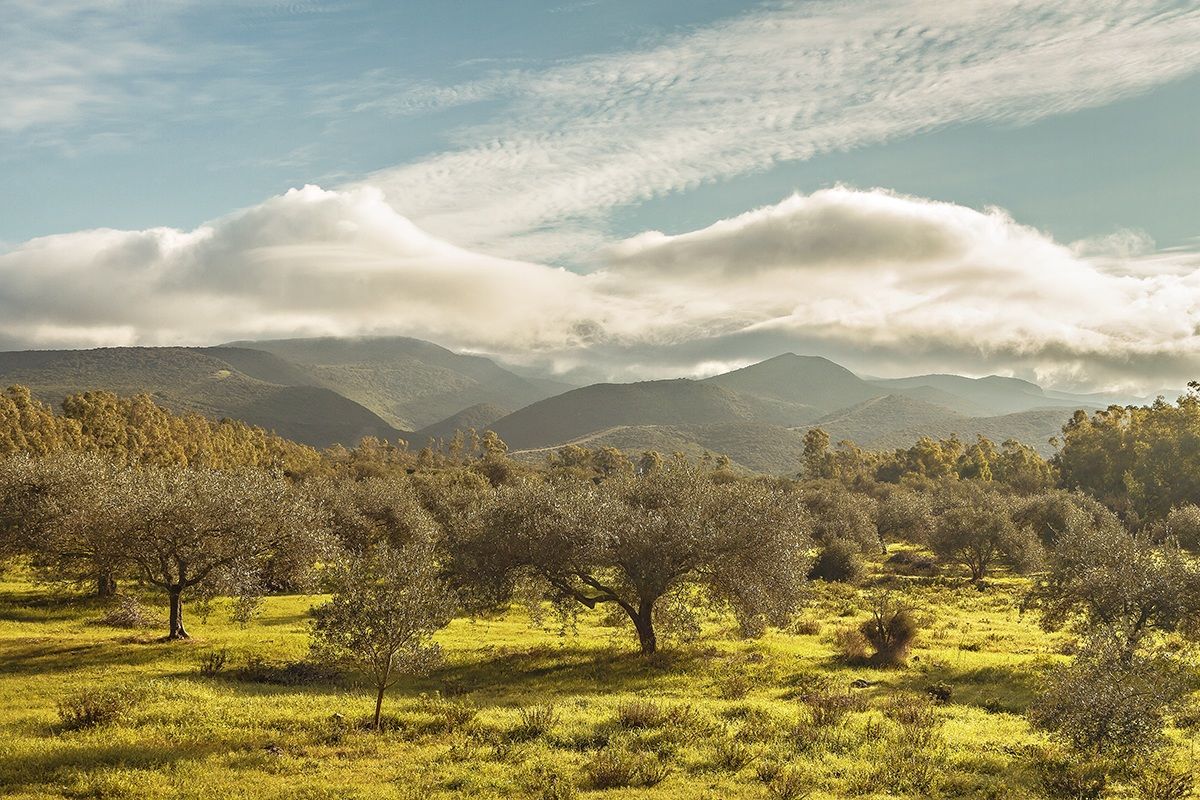 Monti degli ulivi