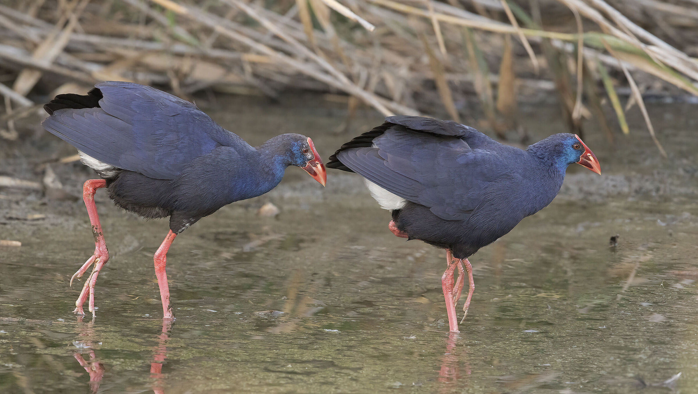 pollo sultano (porphirio porphirio)