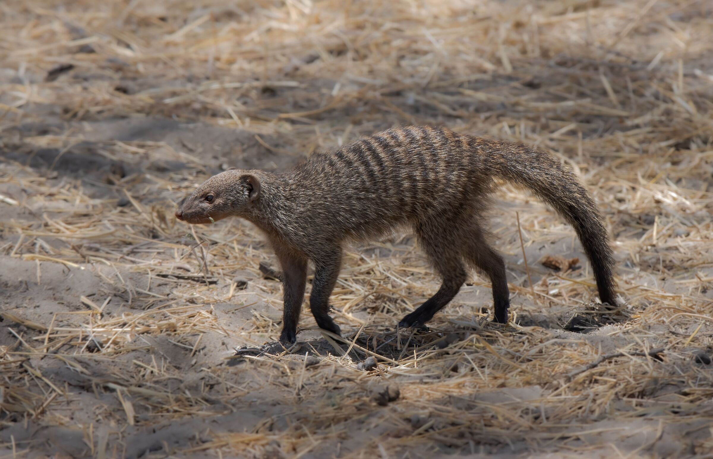 Striped mongoose