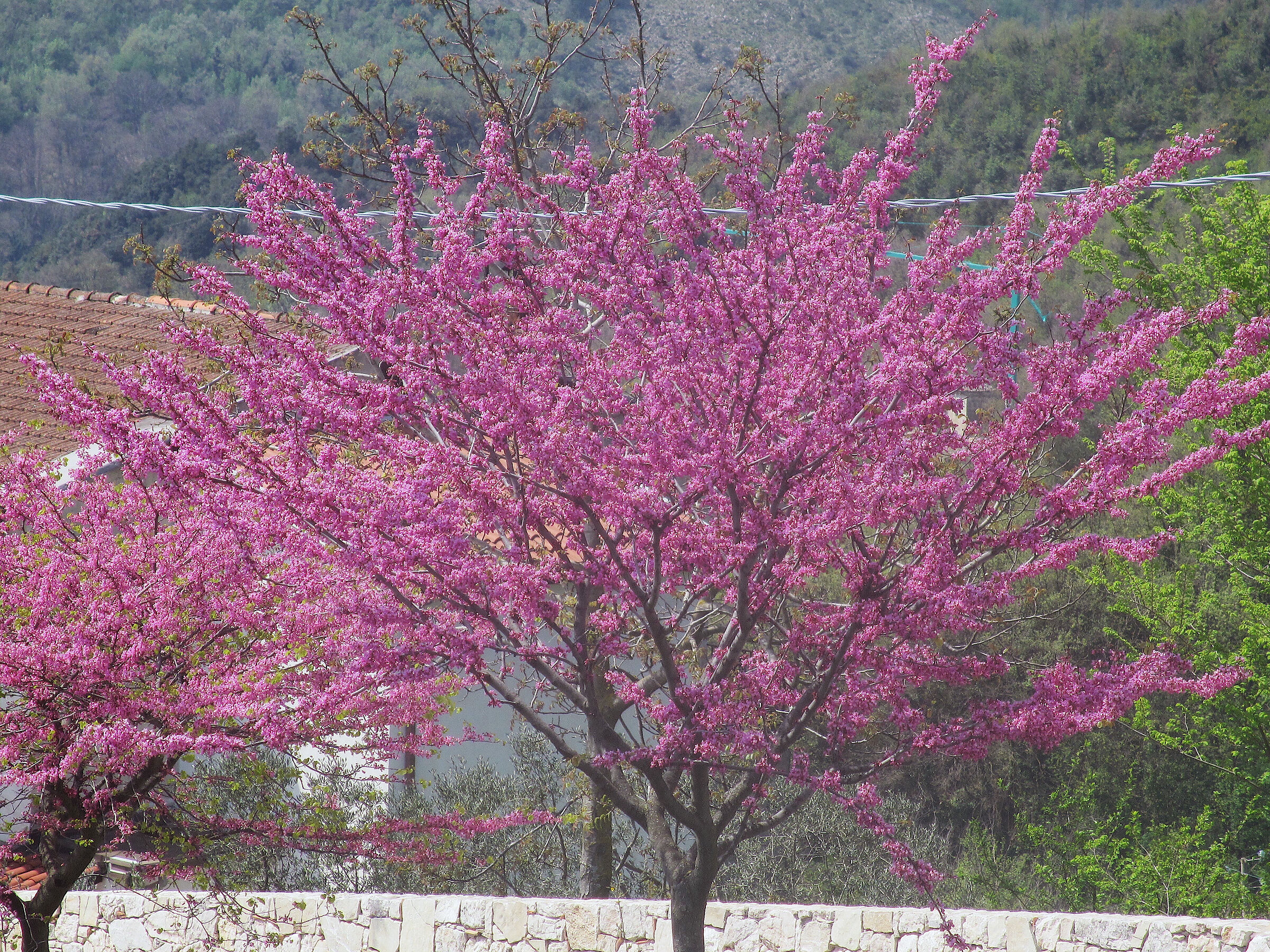 Jacaranda