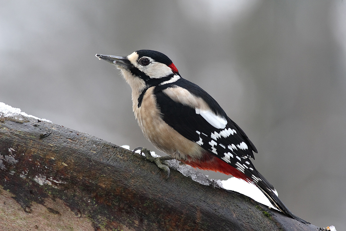 Il picchio e la neve