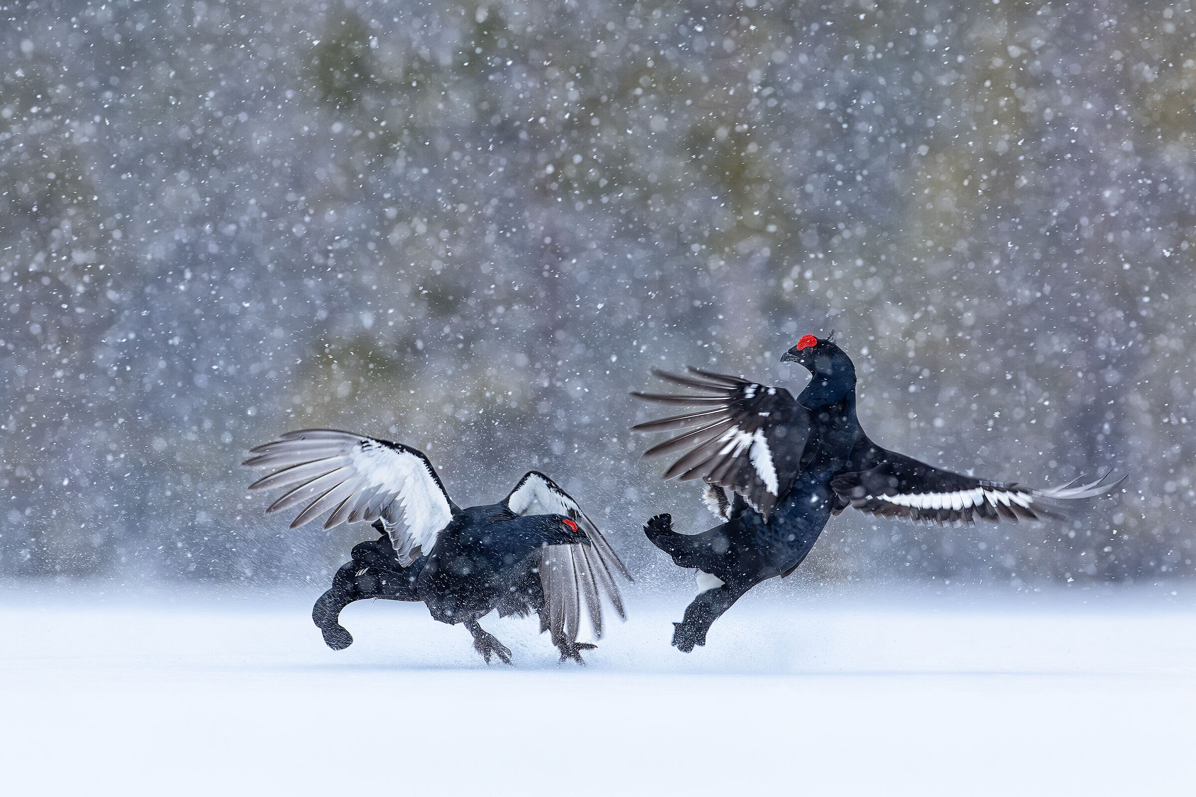 Clash of forks in the storm