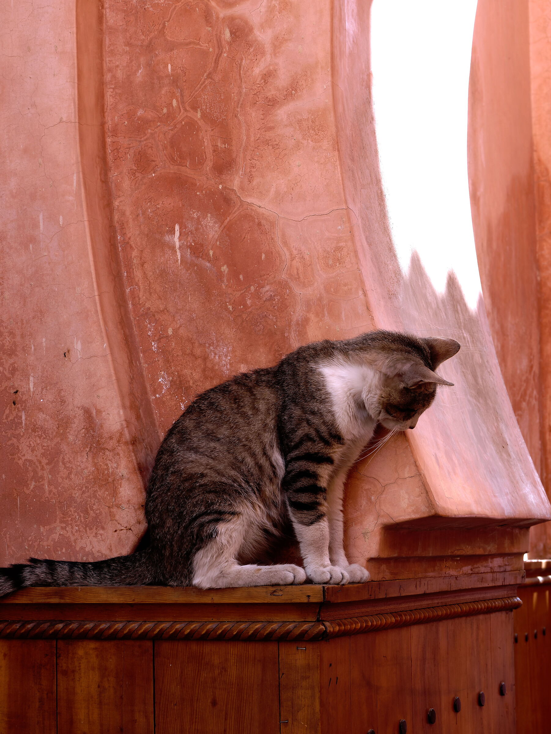 Moroccan cat
