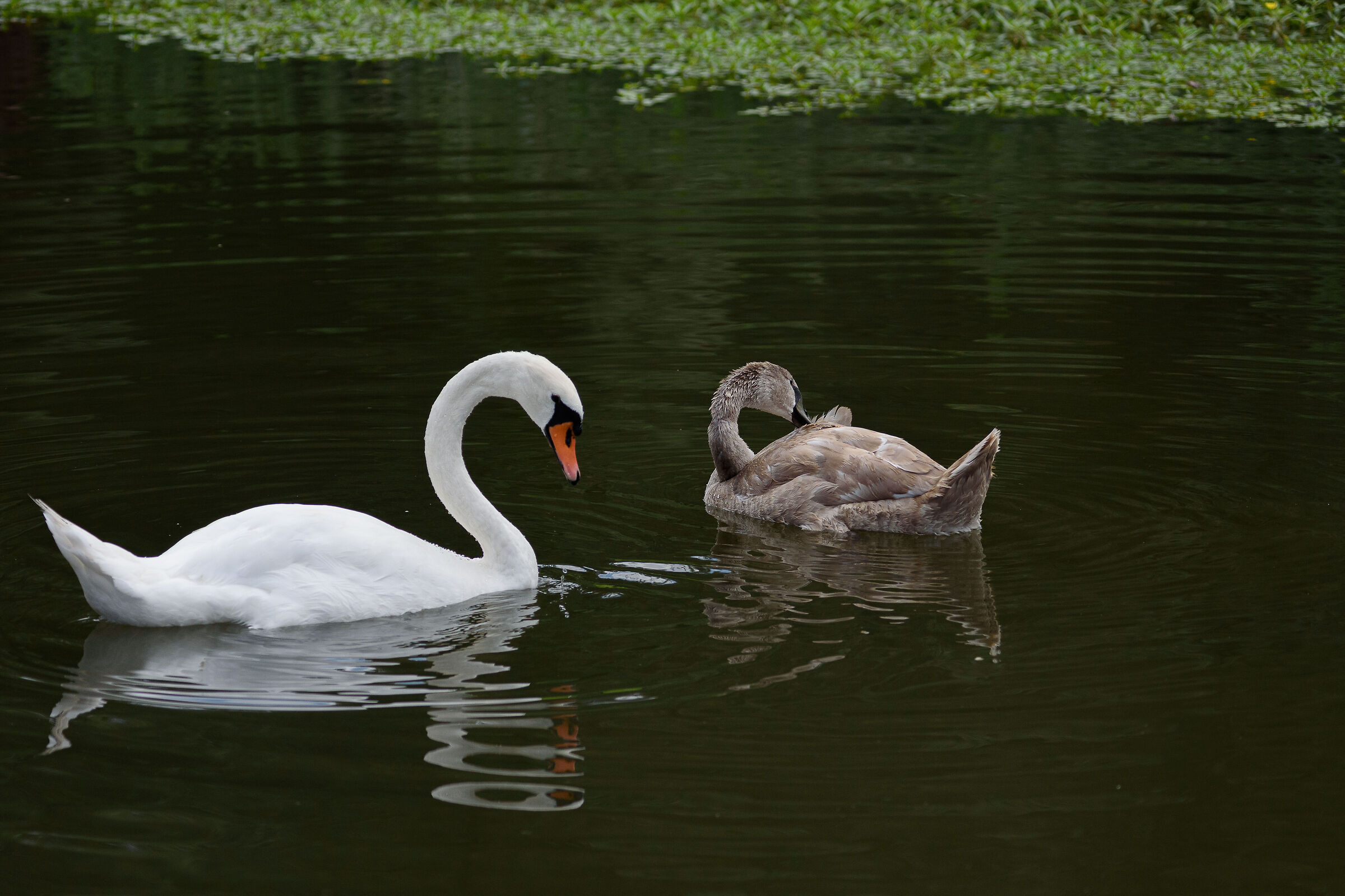 Promesse di eleganza