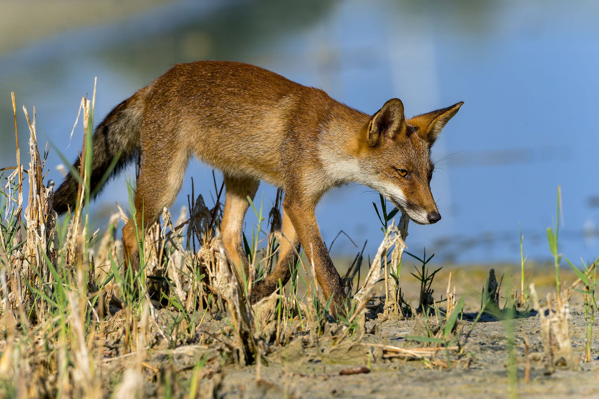 Red fox