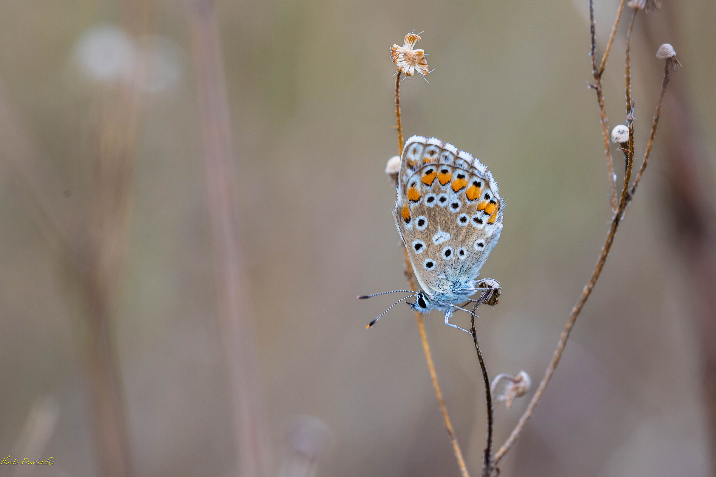 Plebejus argus