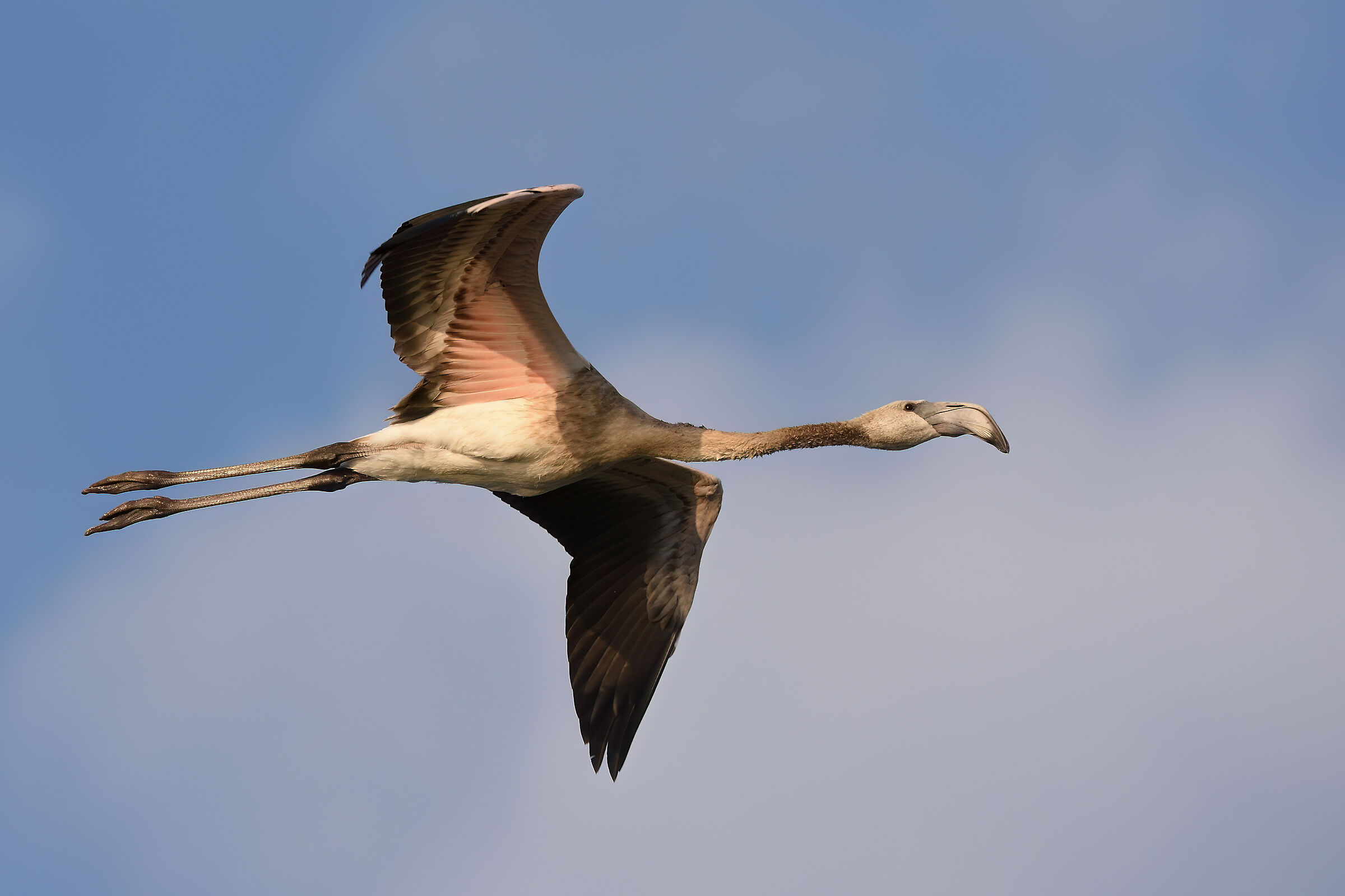 Young flamingo