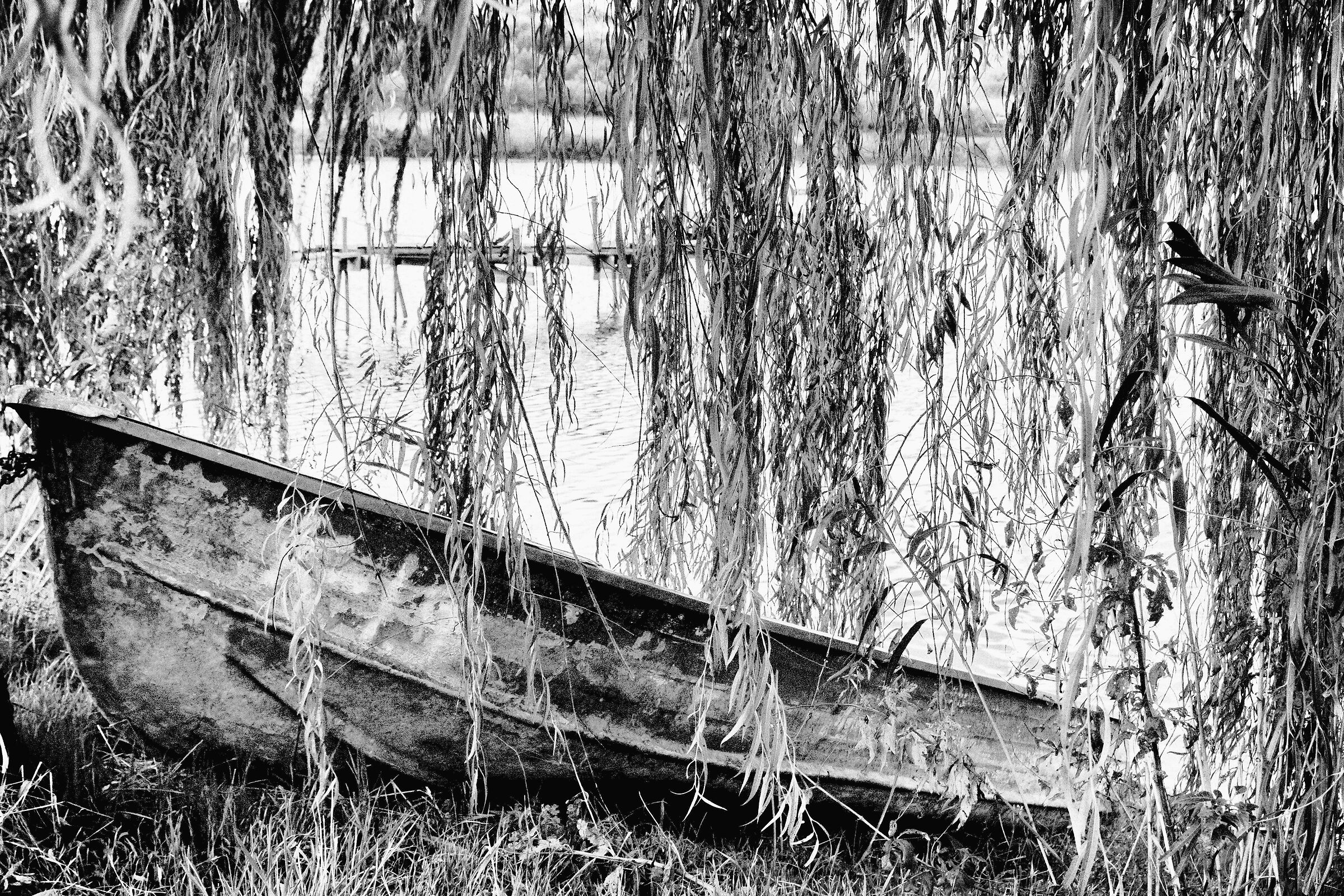 Barchetta in the willow