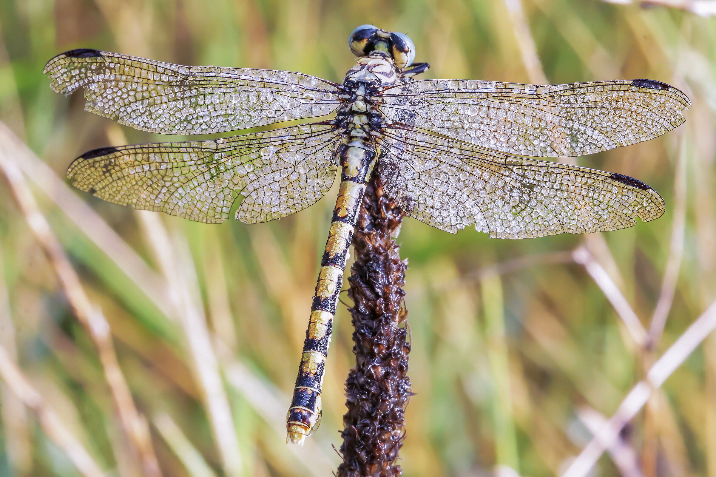 Onychogomphus forcipatus