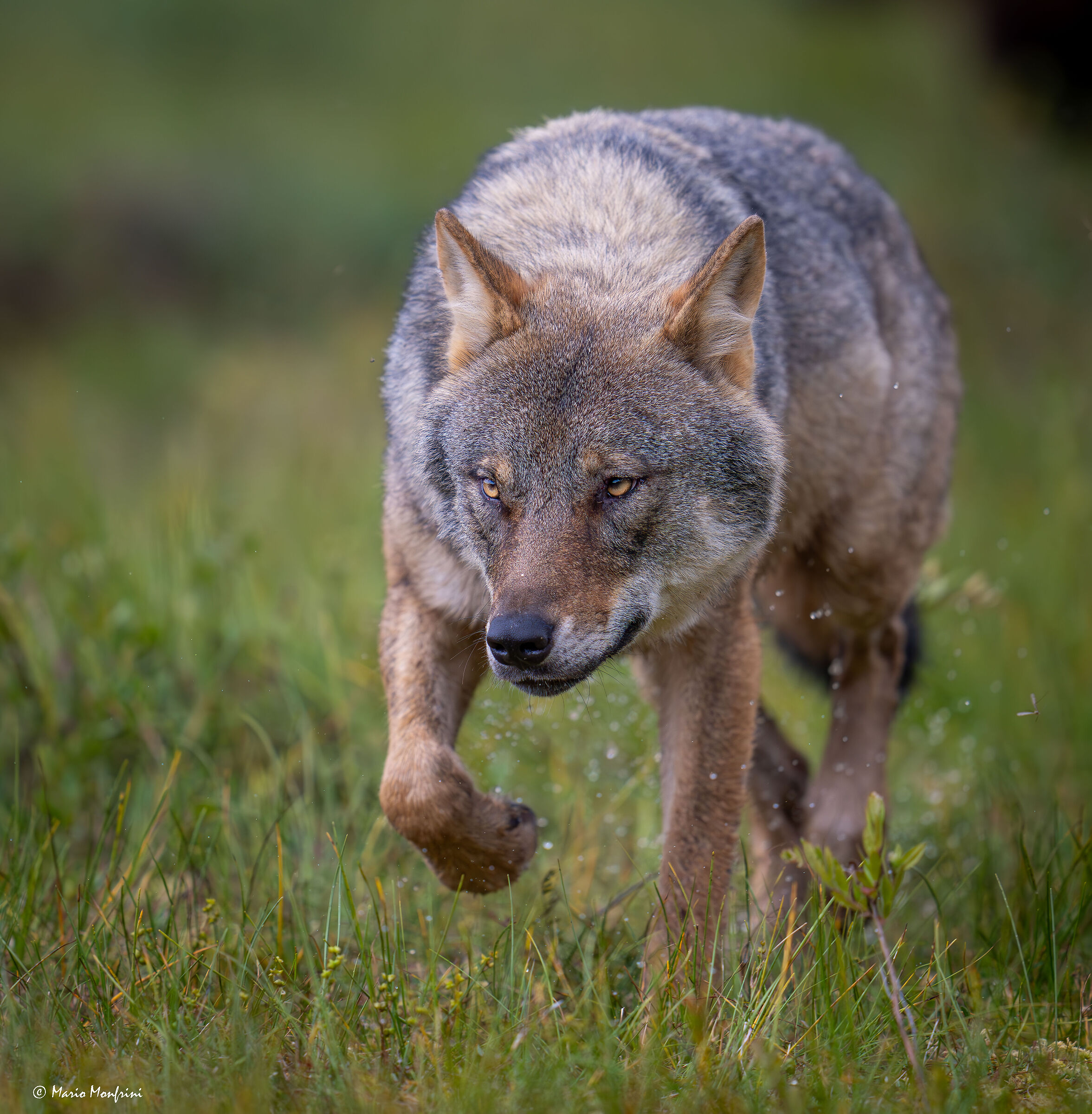 The beauty of the wolf