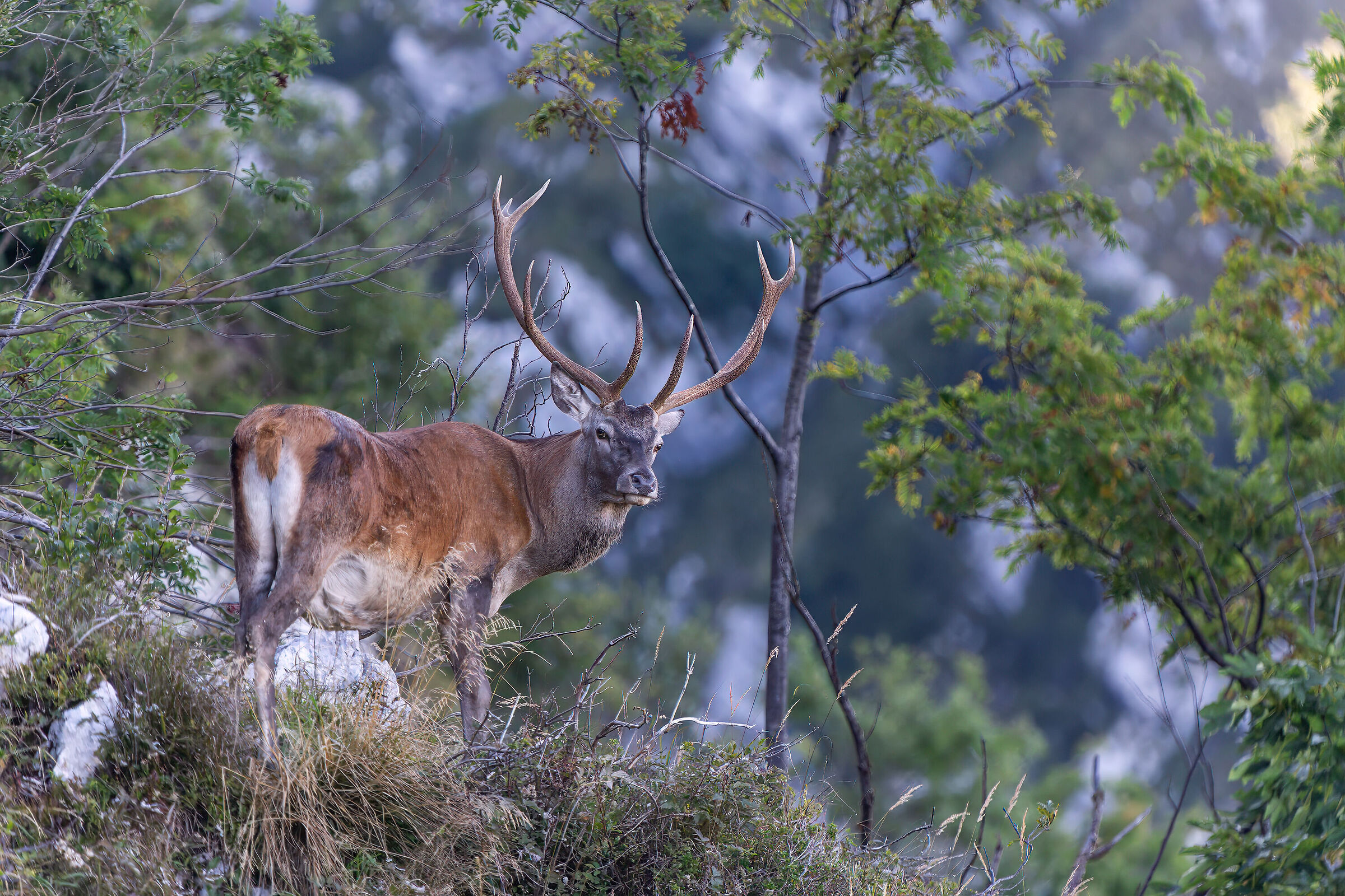 Deer Julian Alps 2023