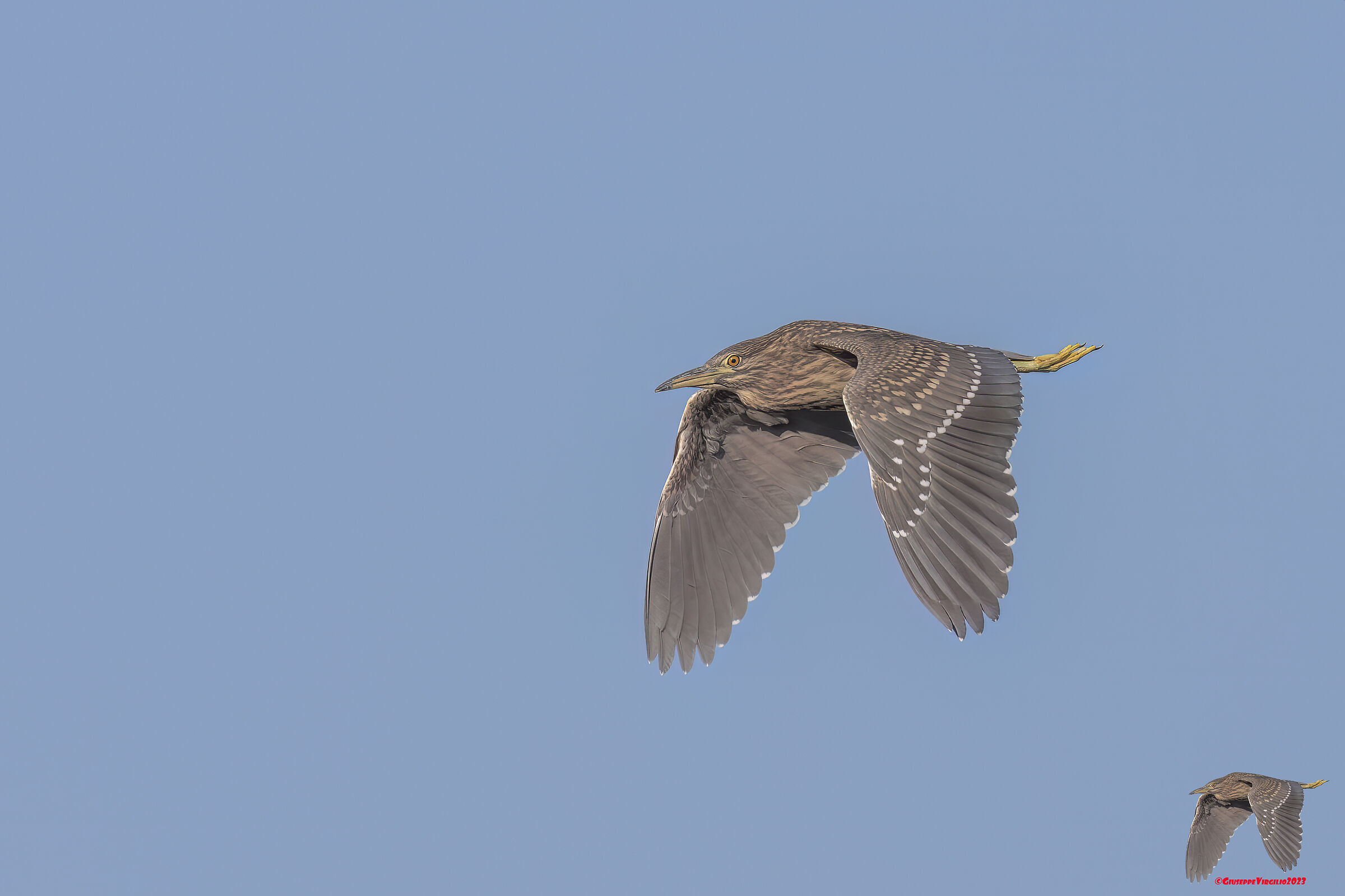 Nitticora Young Sardinia (2023)