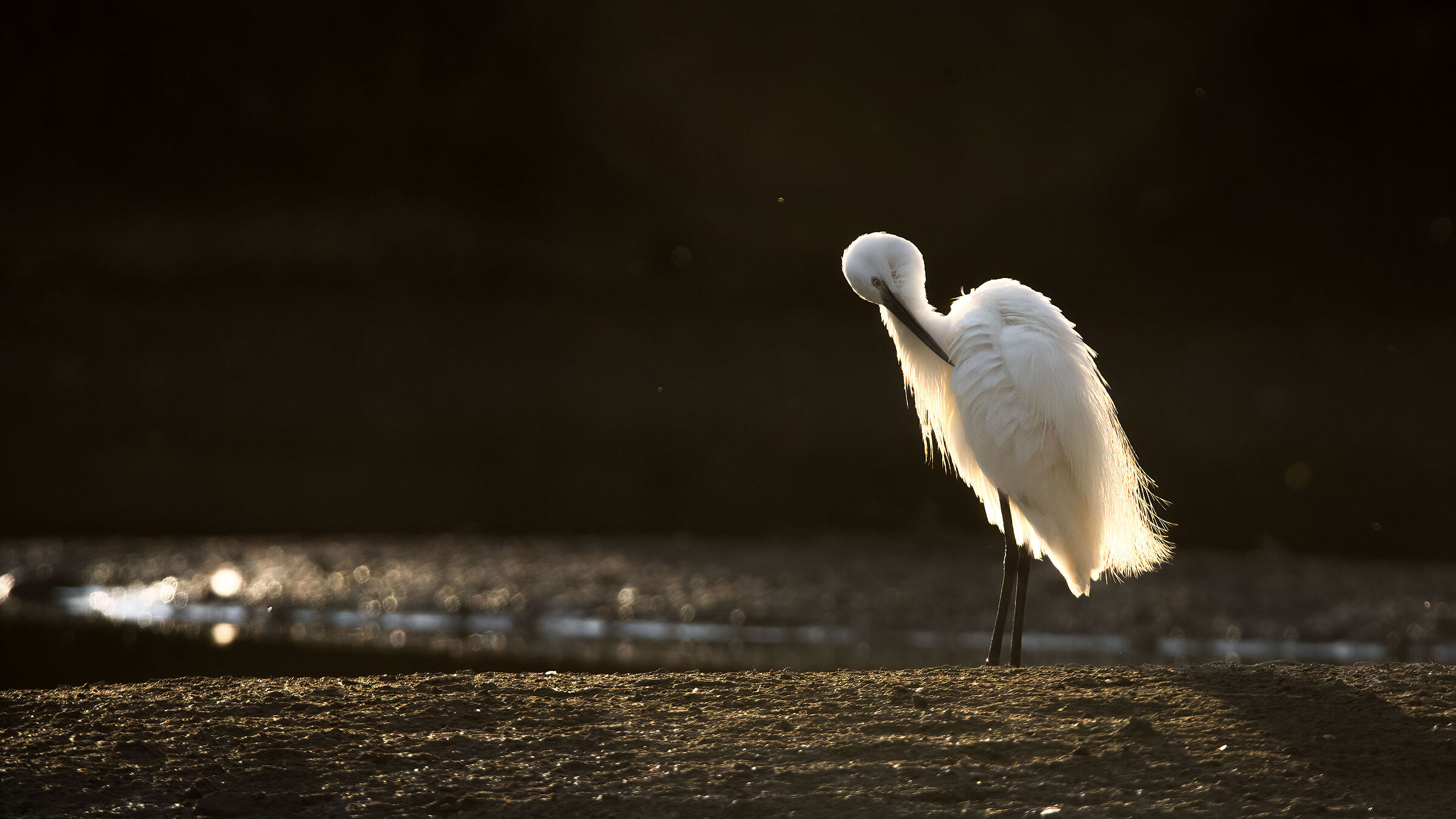 Egret / Egretta garzetta (Tuscany-August 2023)