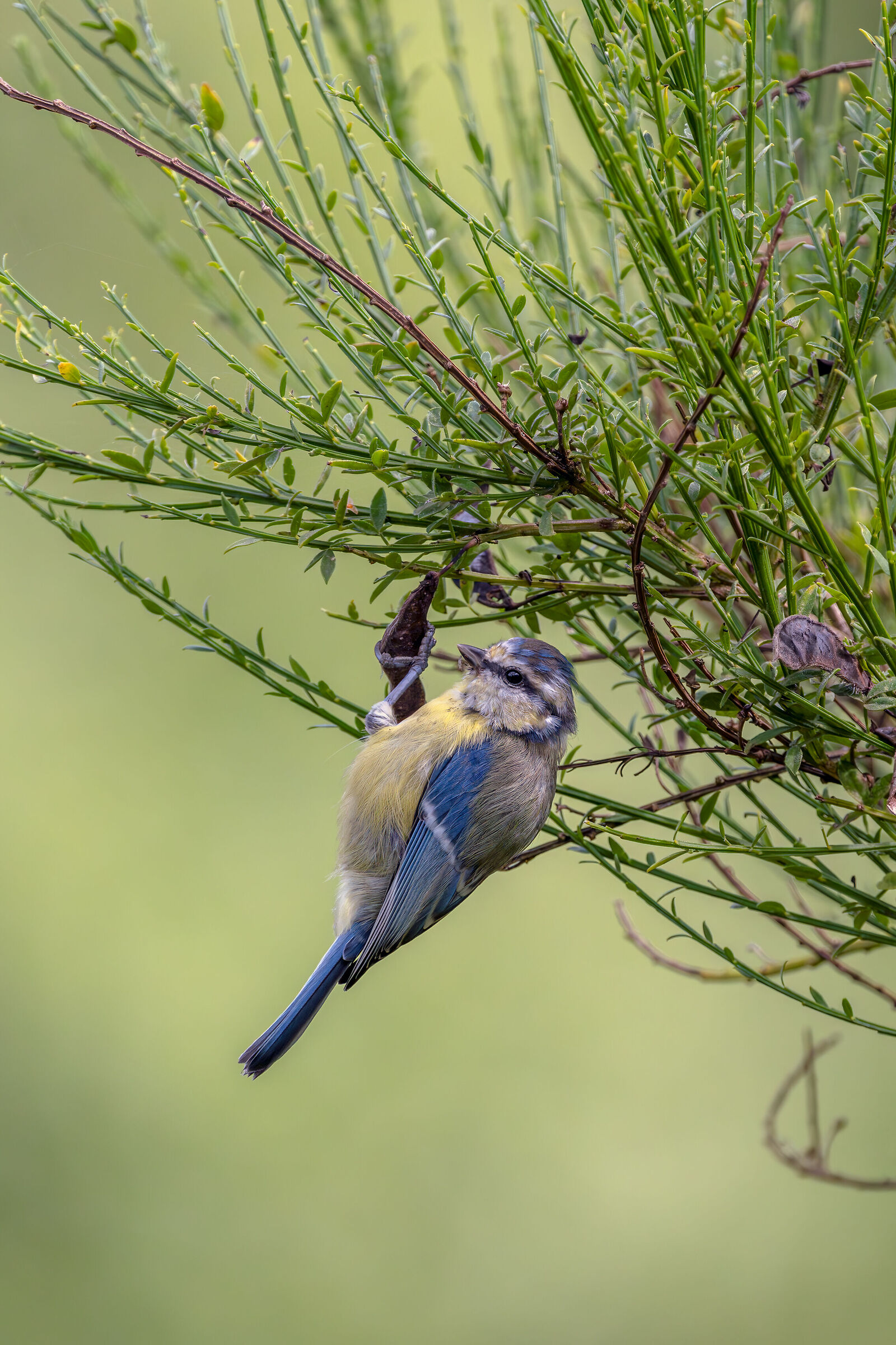 La cinciarella e la ginestra