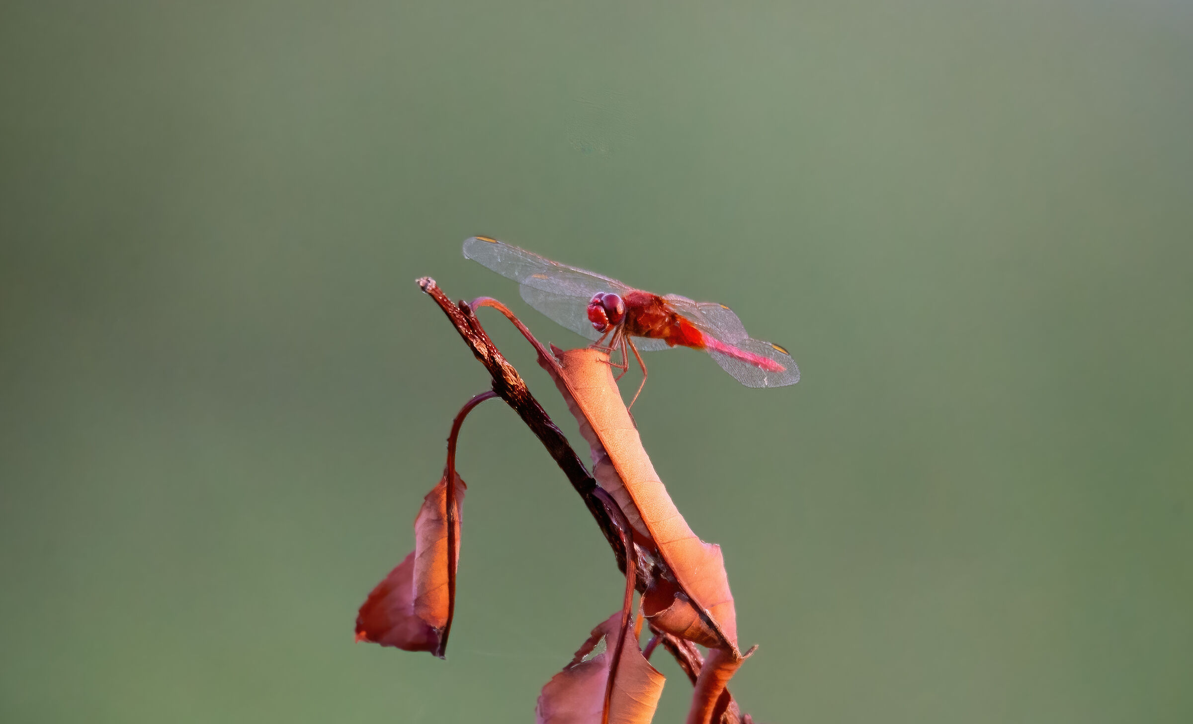 Crocothemis erythraea