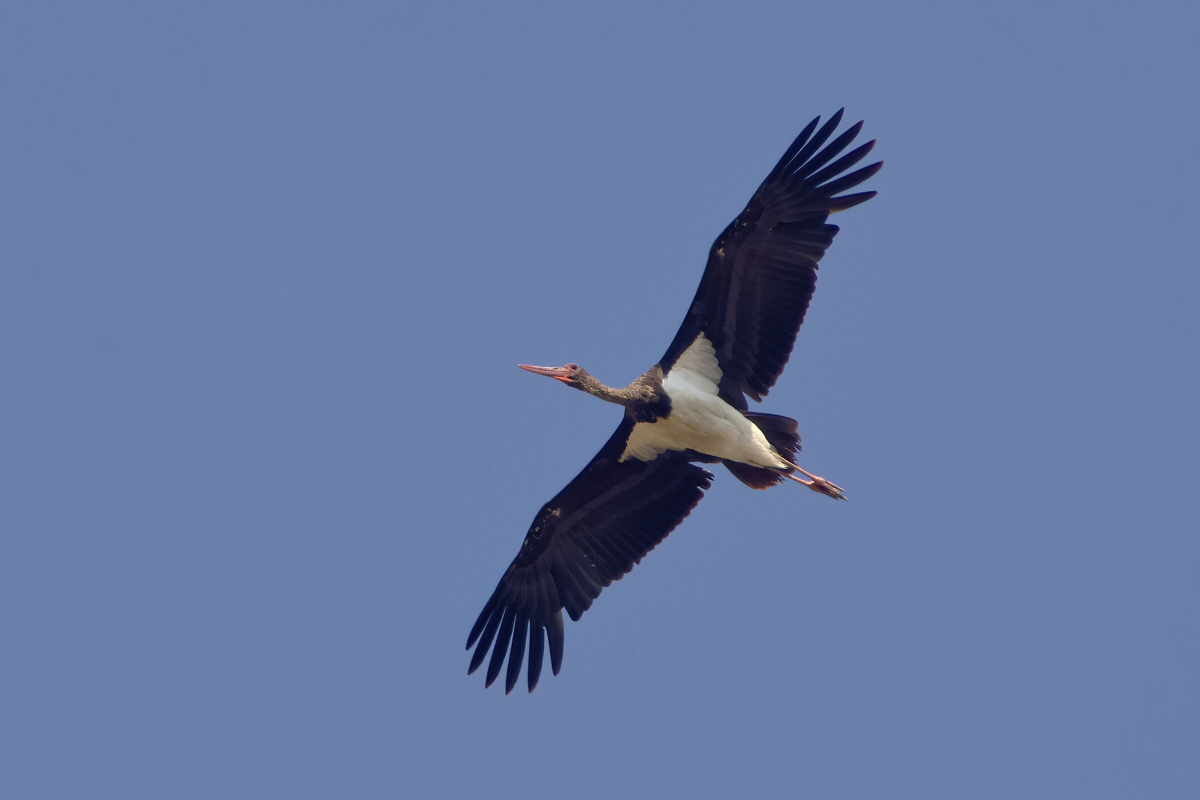 Black stork
