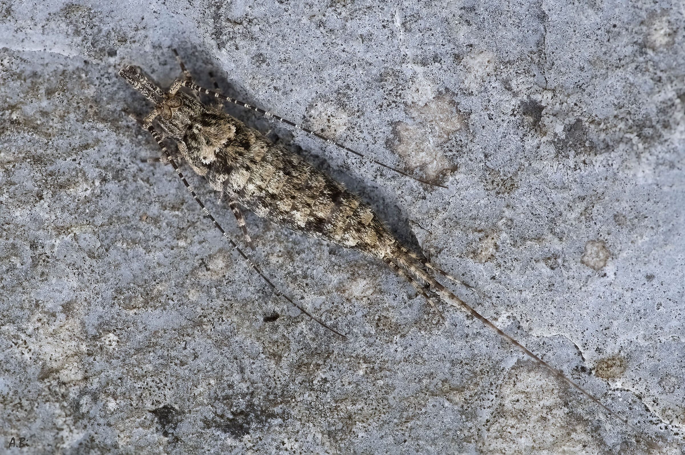 Brutto ma interessante