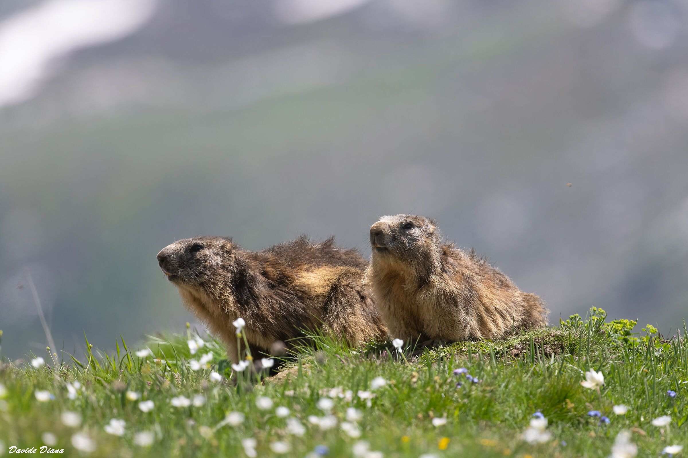 Marmots