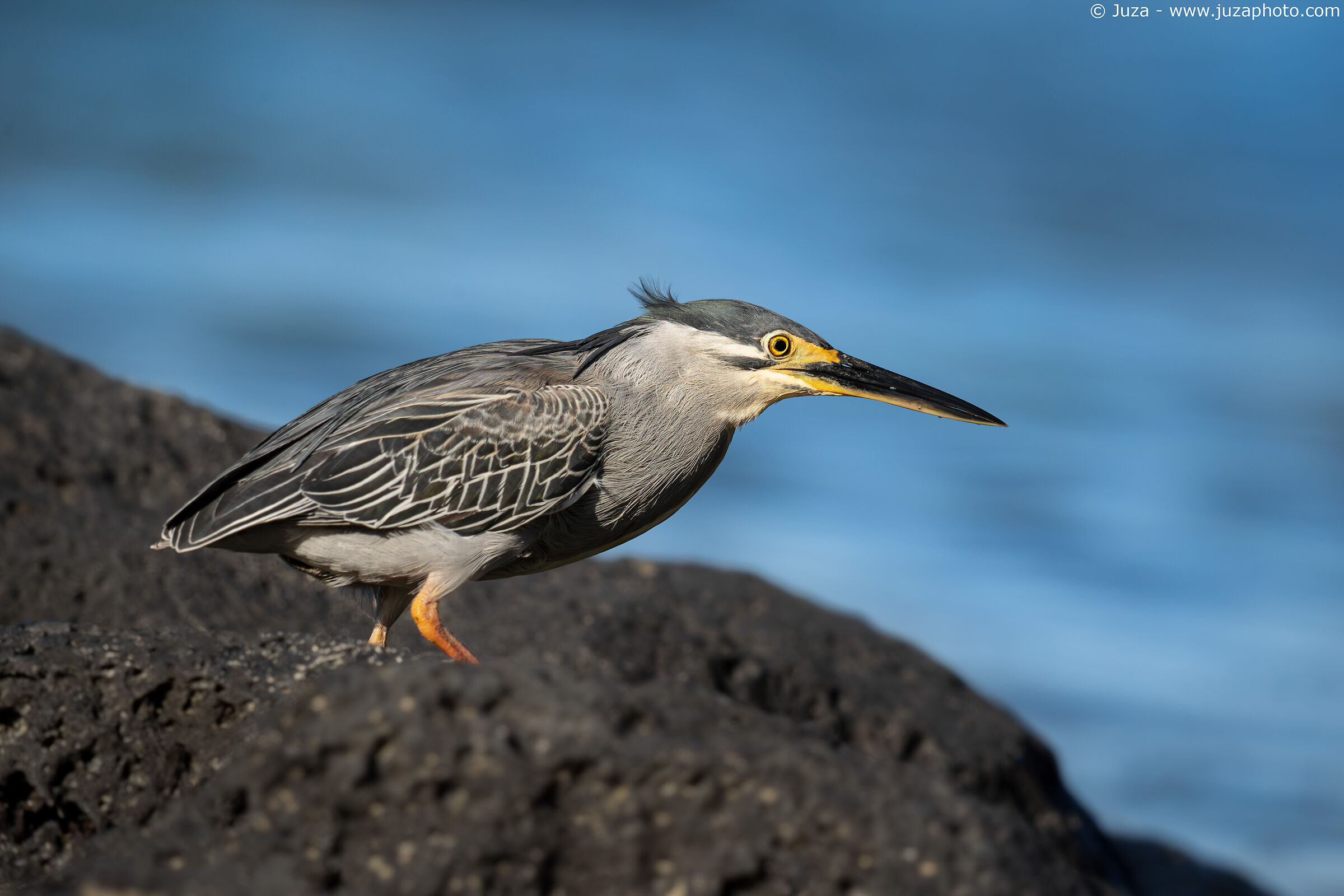 Airone striato (Butorides striata)