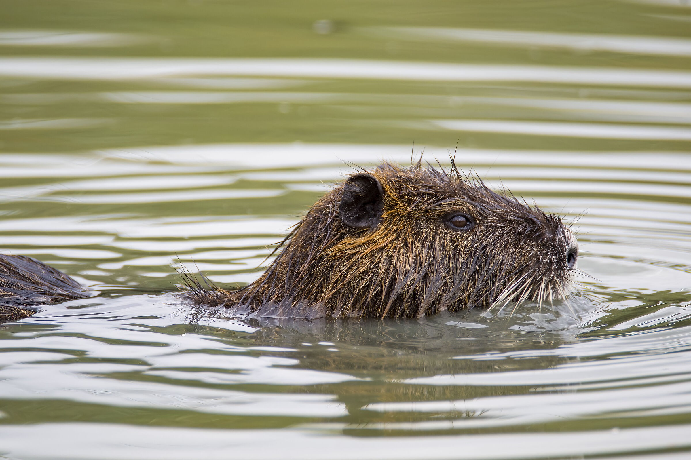 Castoro di palude o castorino
