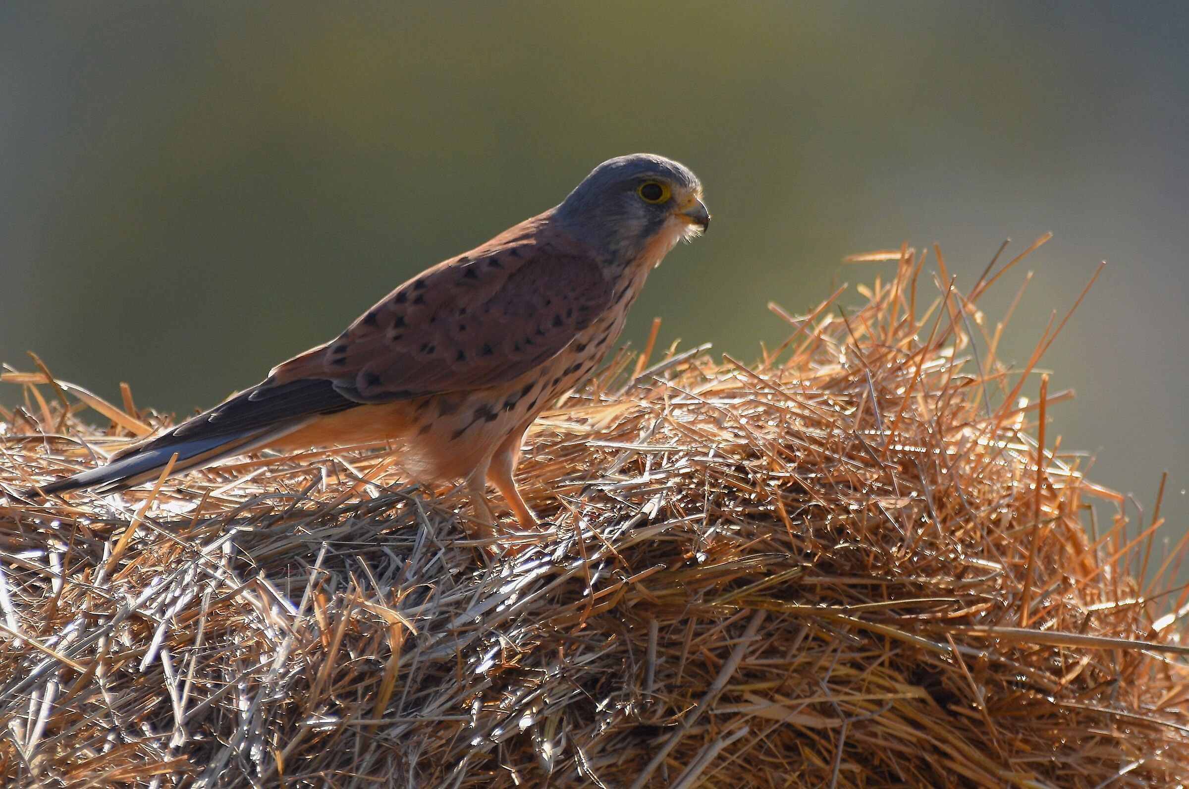 Kestrel (Falco tinnuculus)