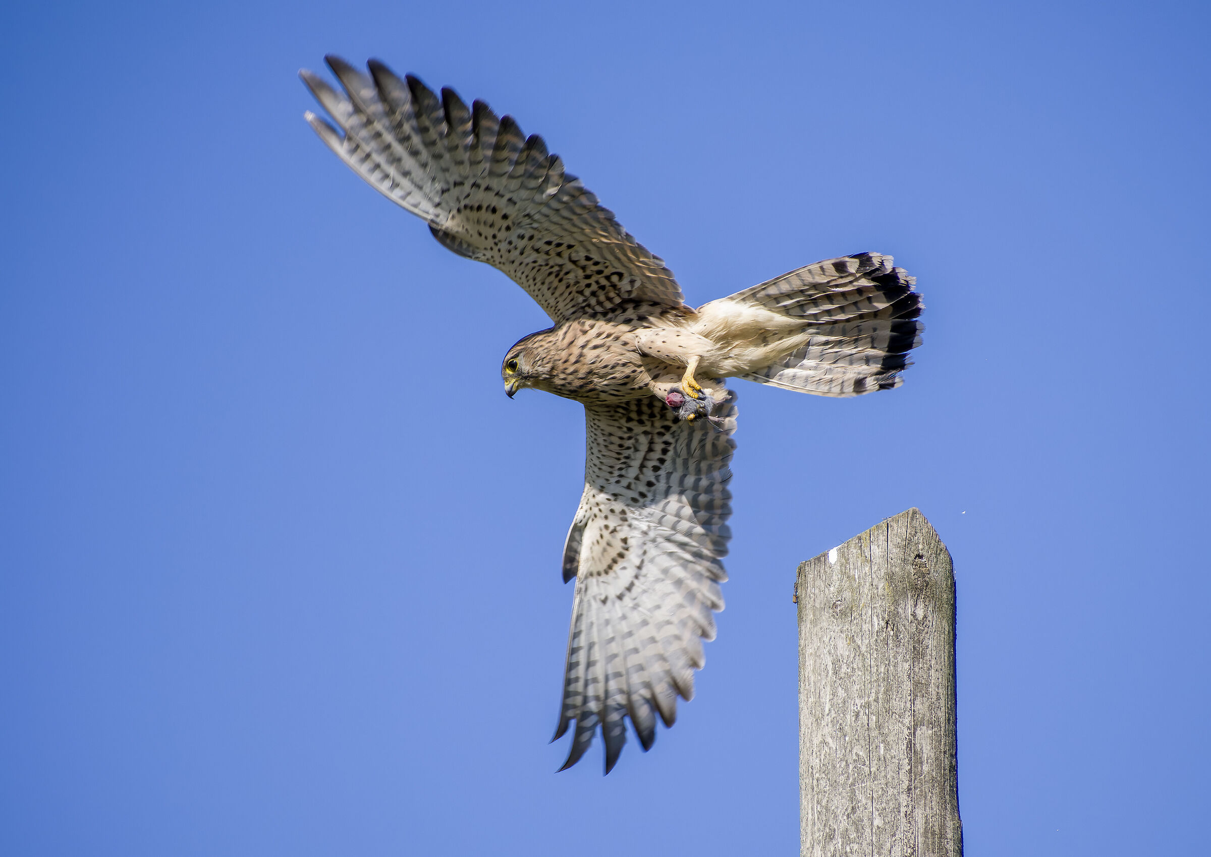 Nessuno me lo ruberà..