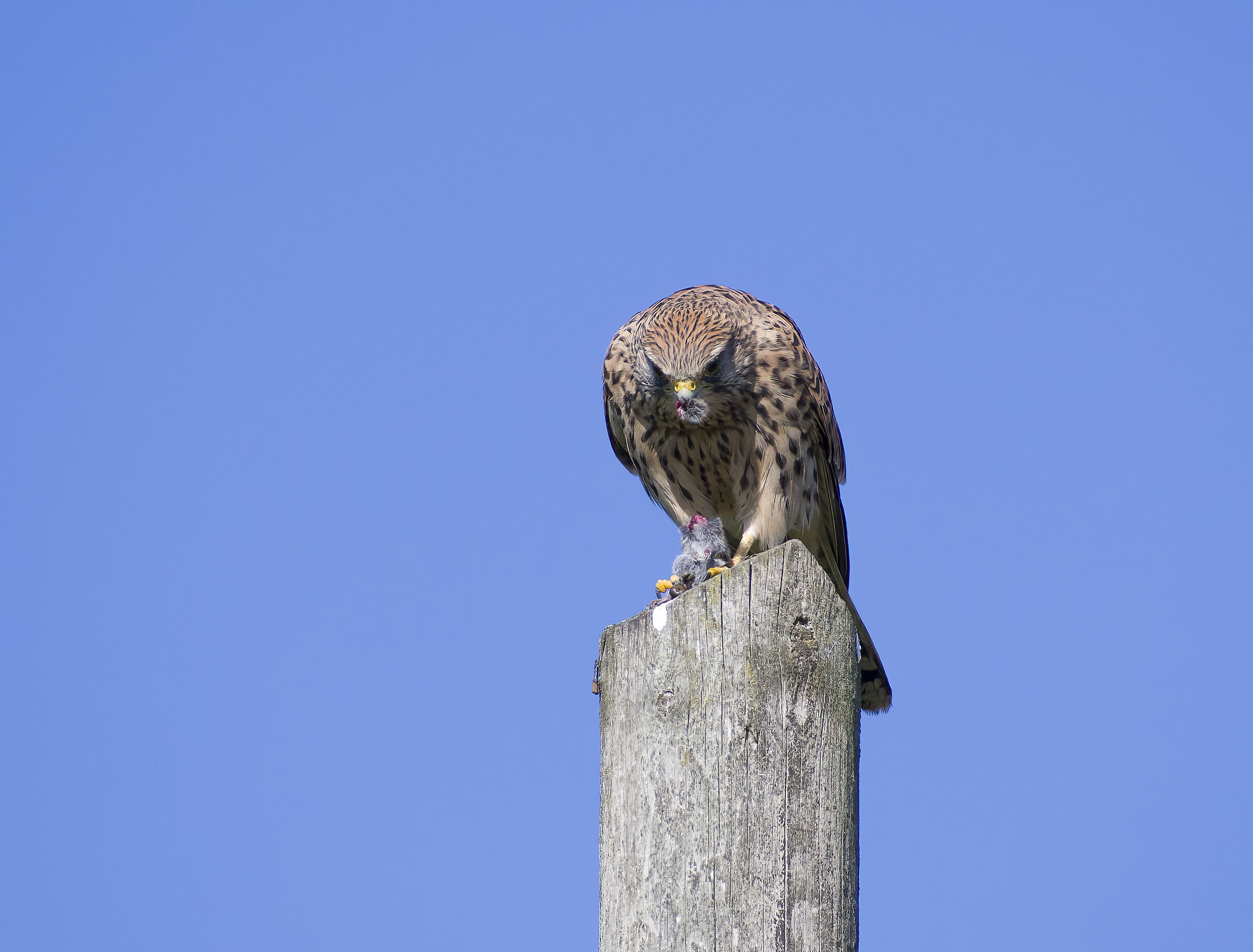 Il divoratore di topi
