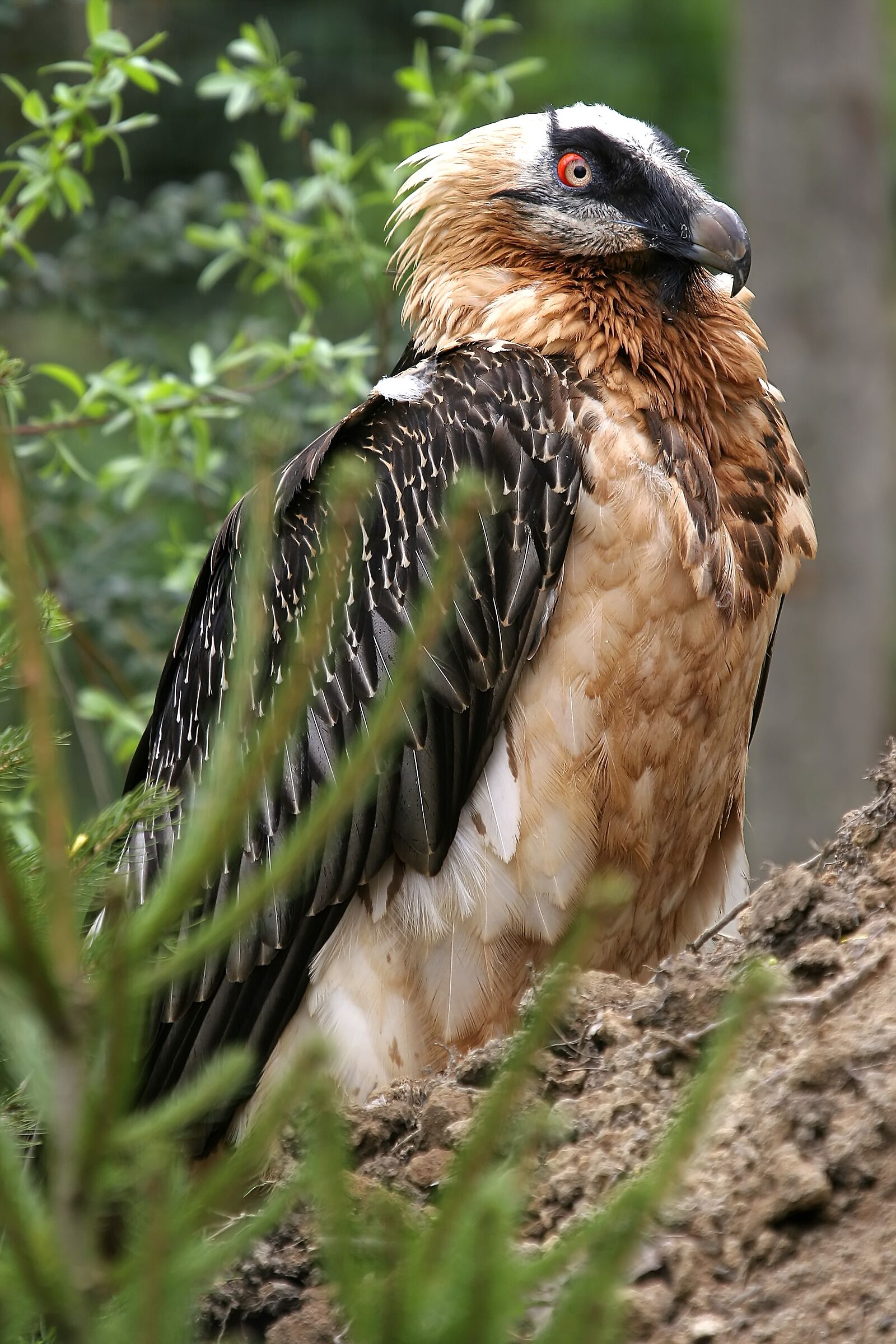 Bearded vulture female Argentera