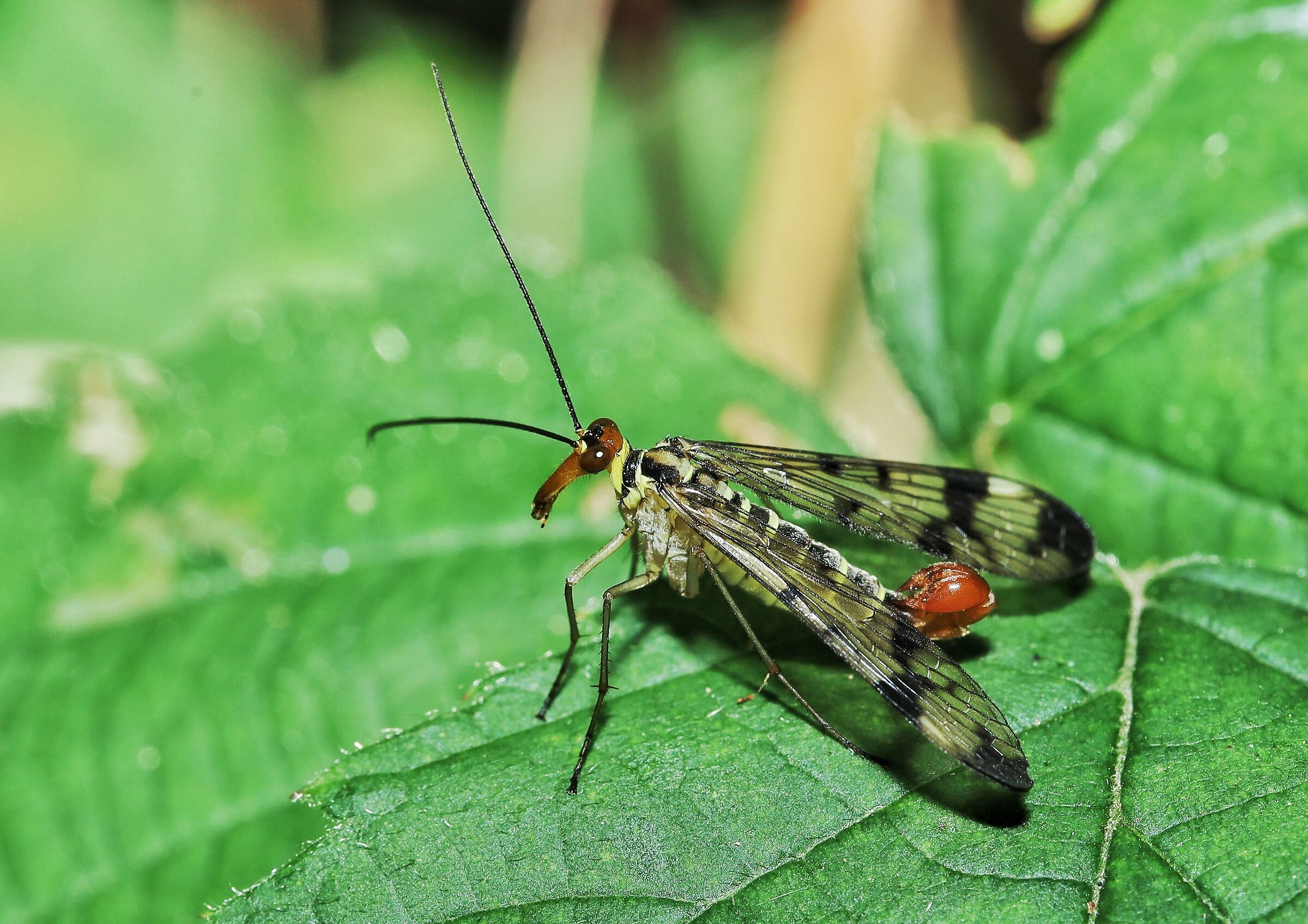 Panorpa cognata &male;