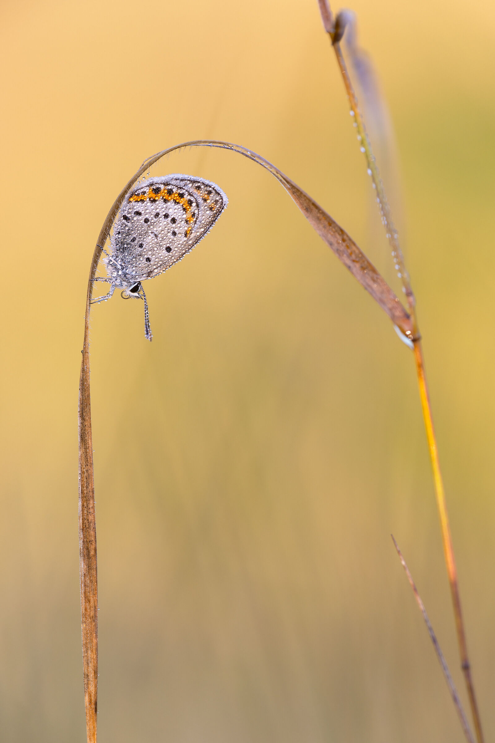 Plebejus sp. z o.o.