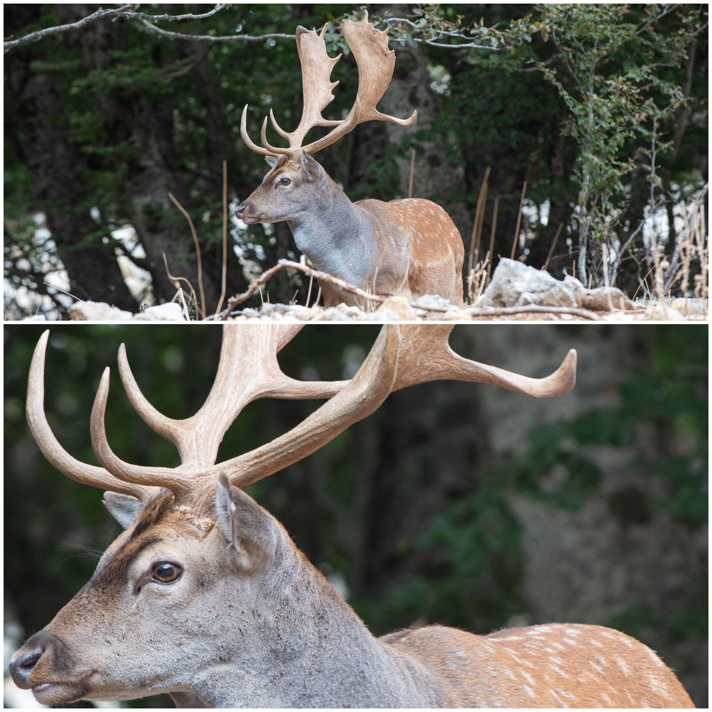 Deer pomellato balestrone