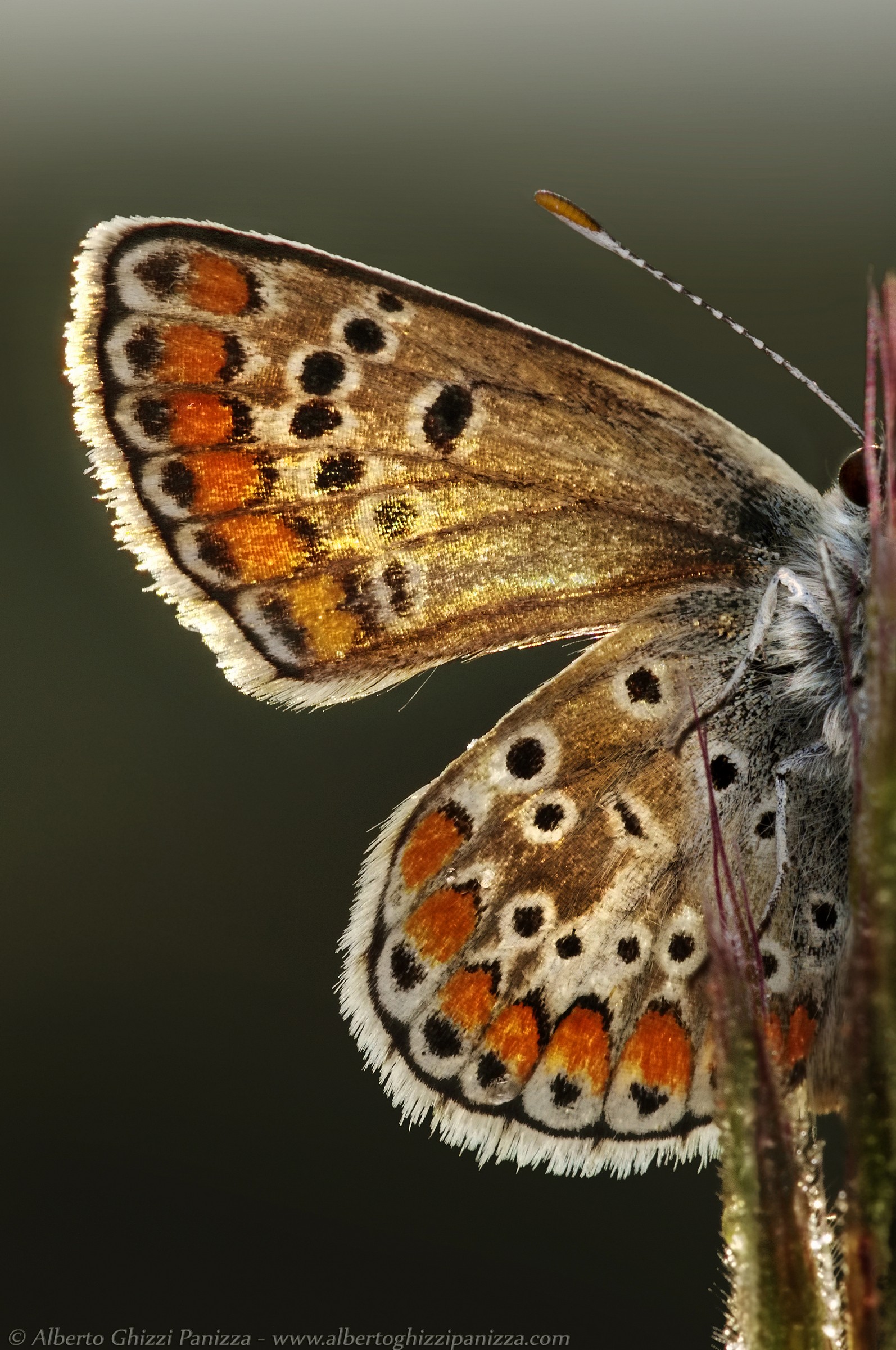 Controluce di mezza farfalla