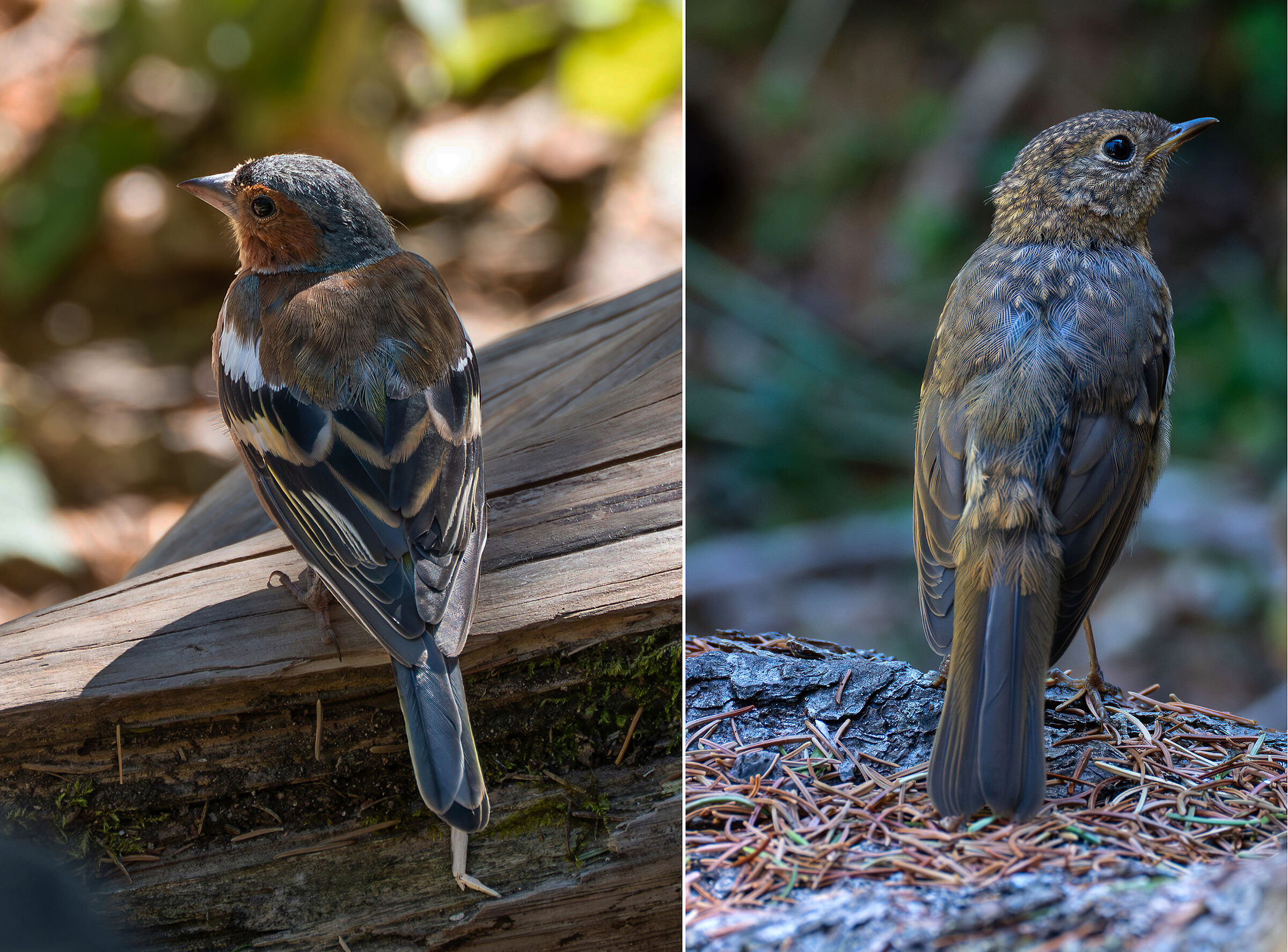 Chaffinch and ....?