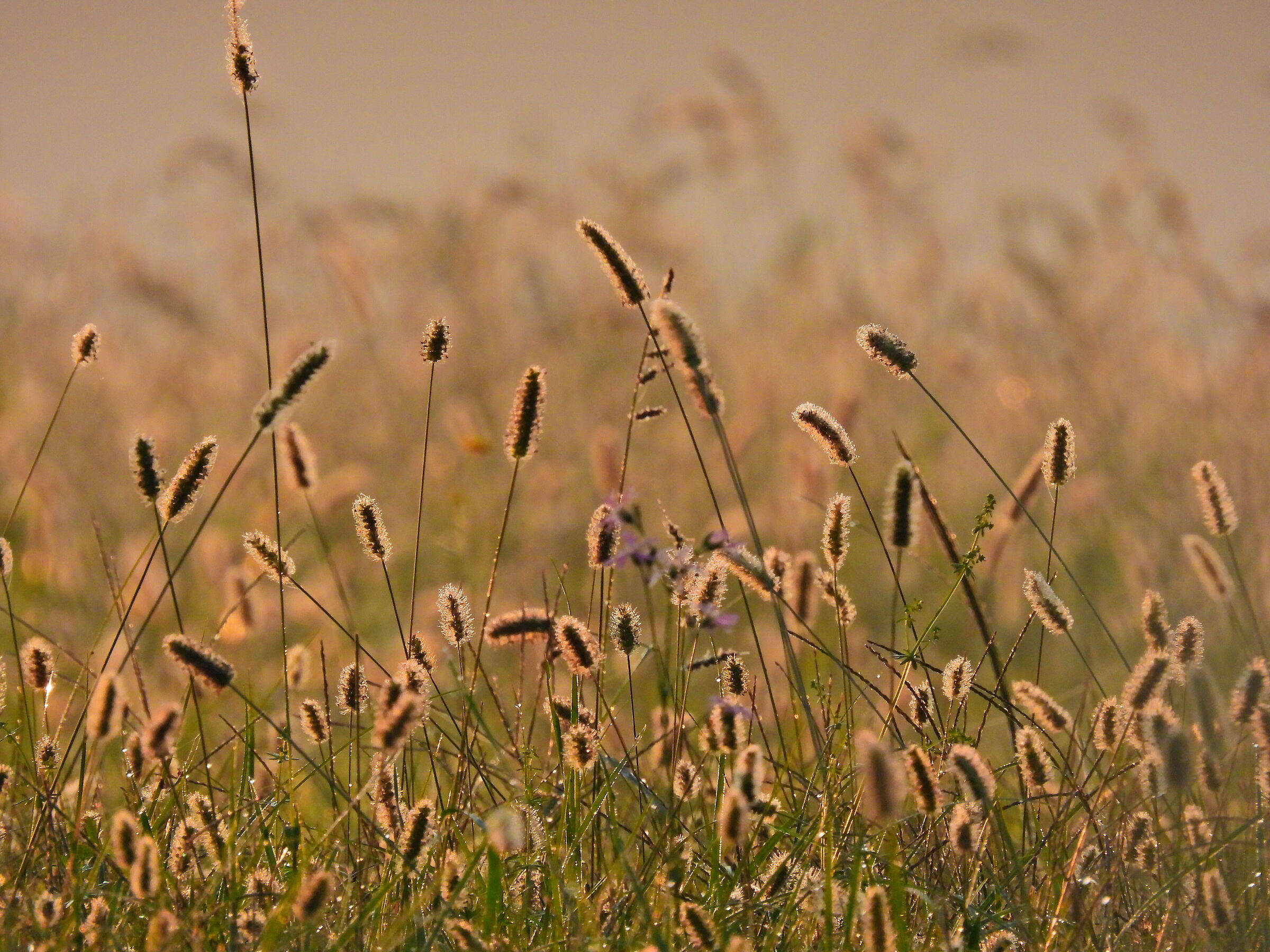Phleum pratense at dawn