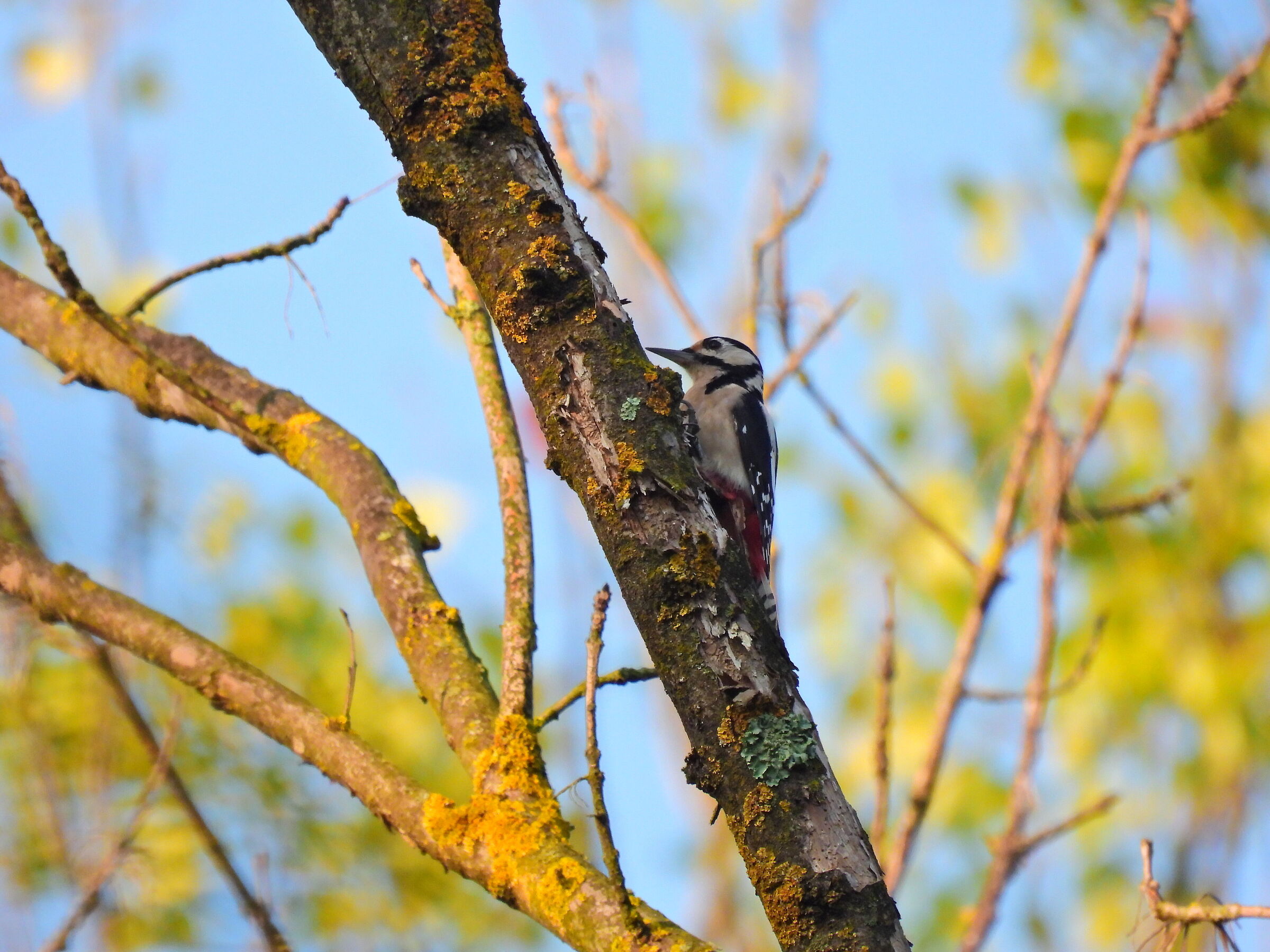 Marsh spotted woodpecker