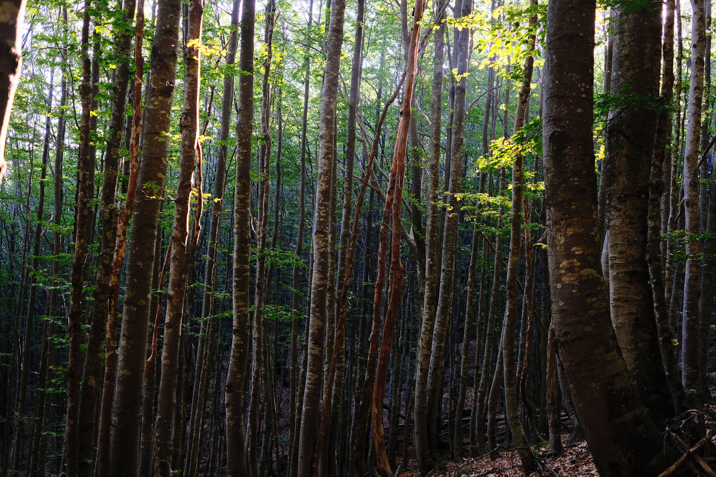 Faggeta di prima mattina