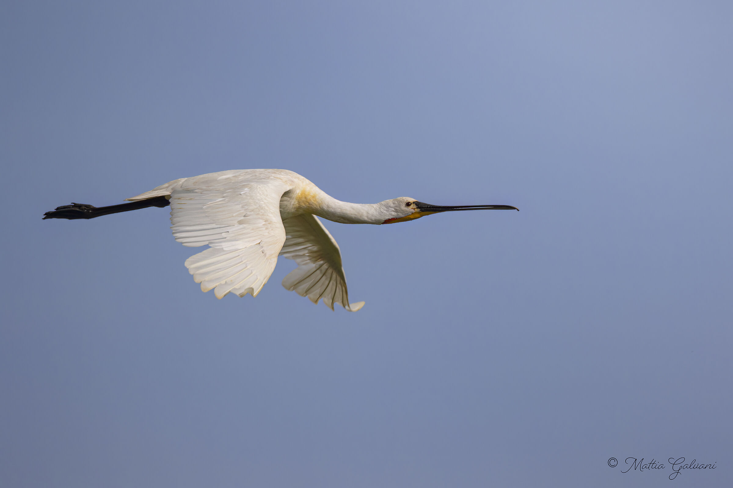 La mia prima spatola