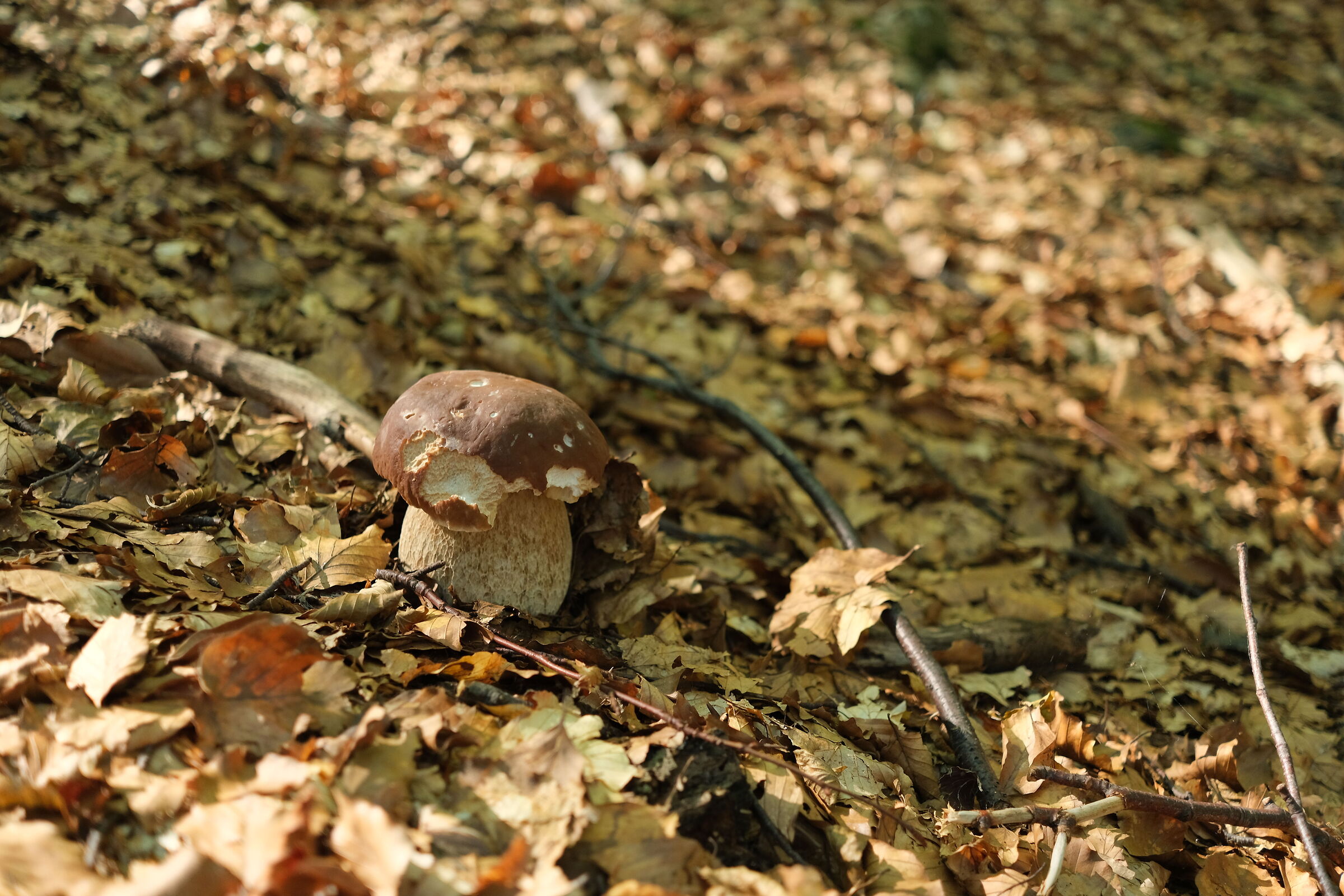 A passeggio nel bosco