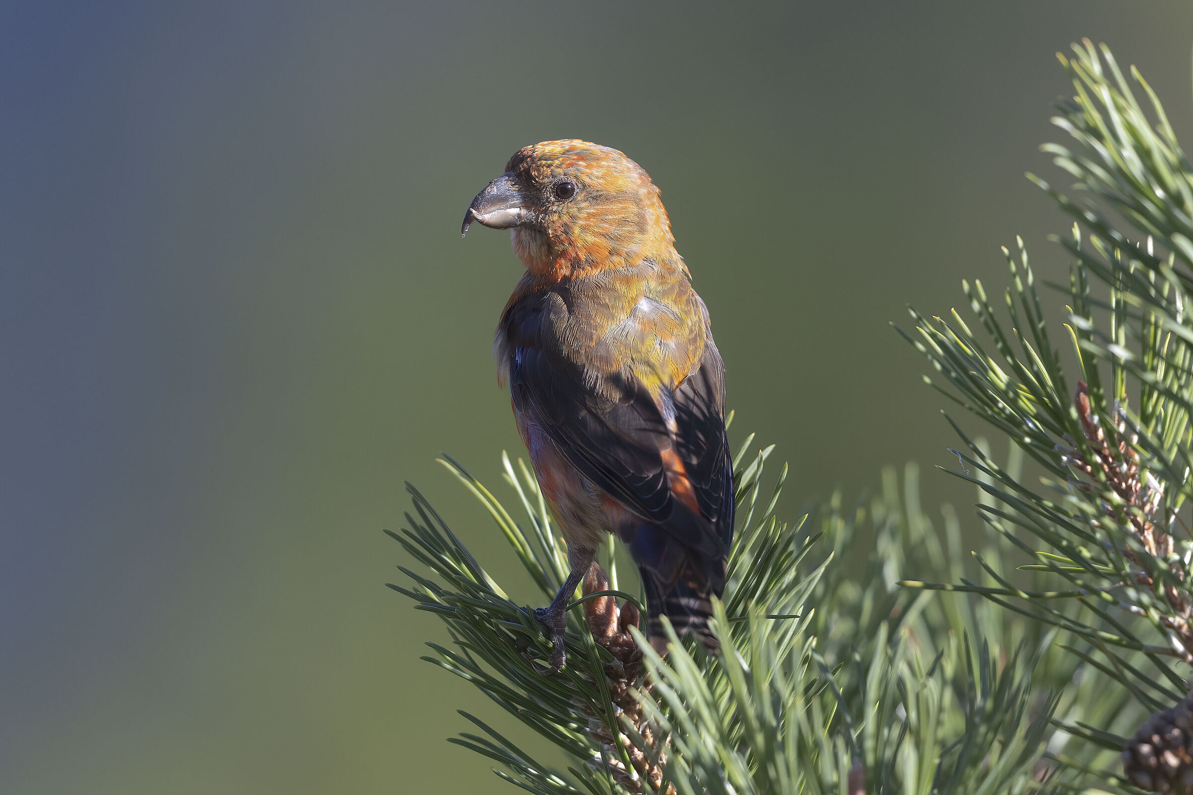 crociere maschio su pino mugo