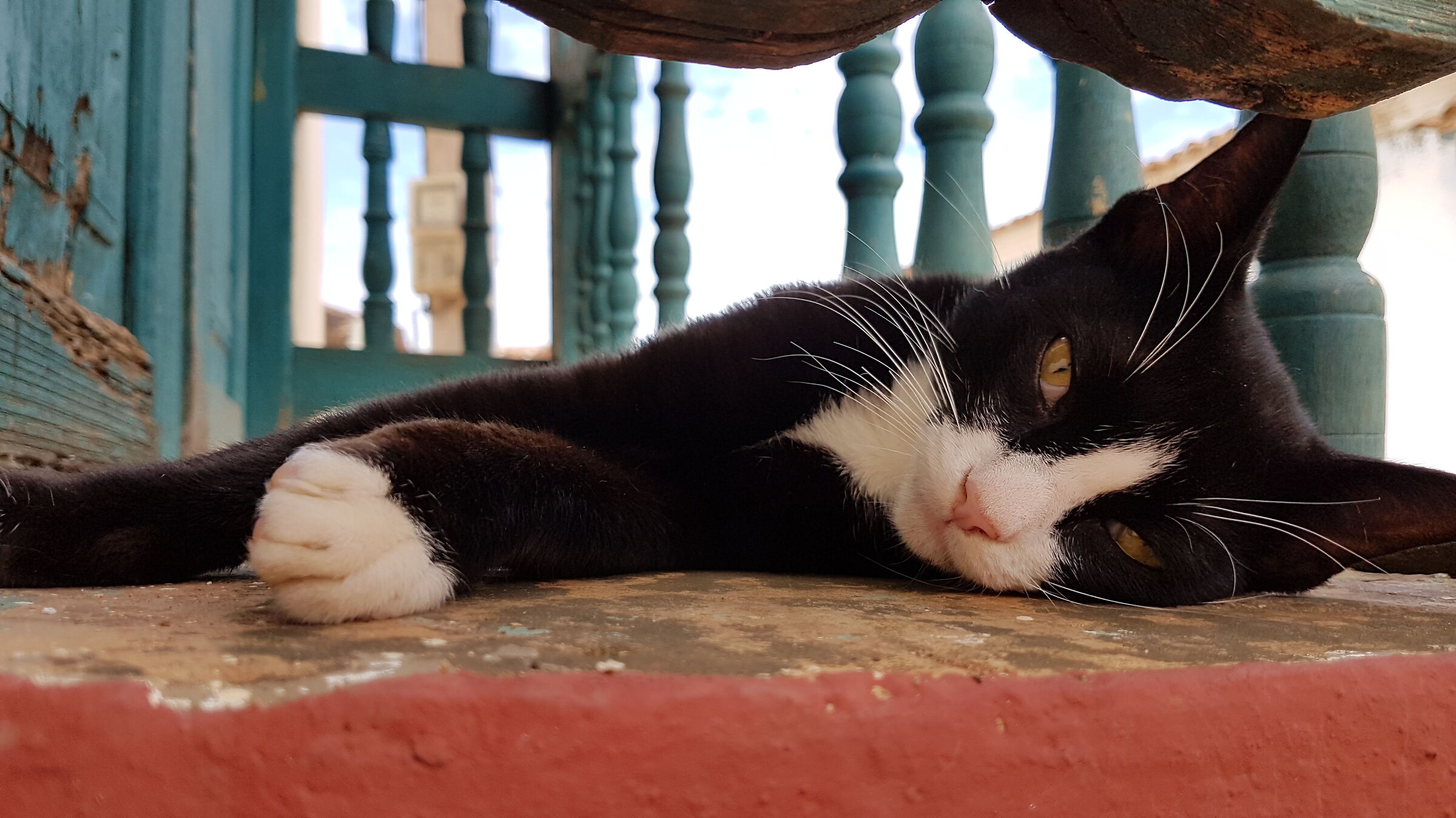 Cuando el gato de "El Mago" ...