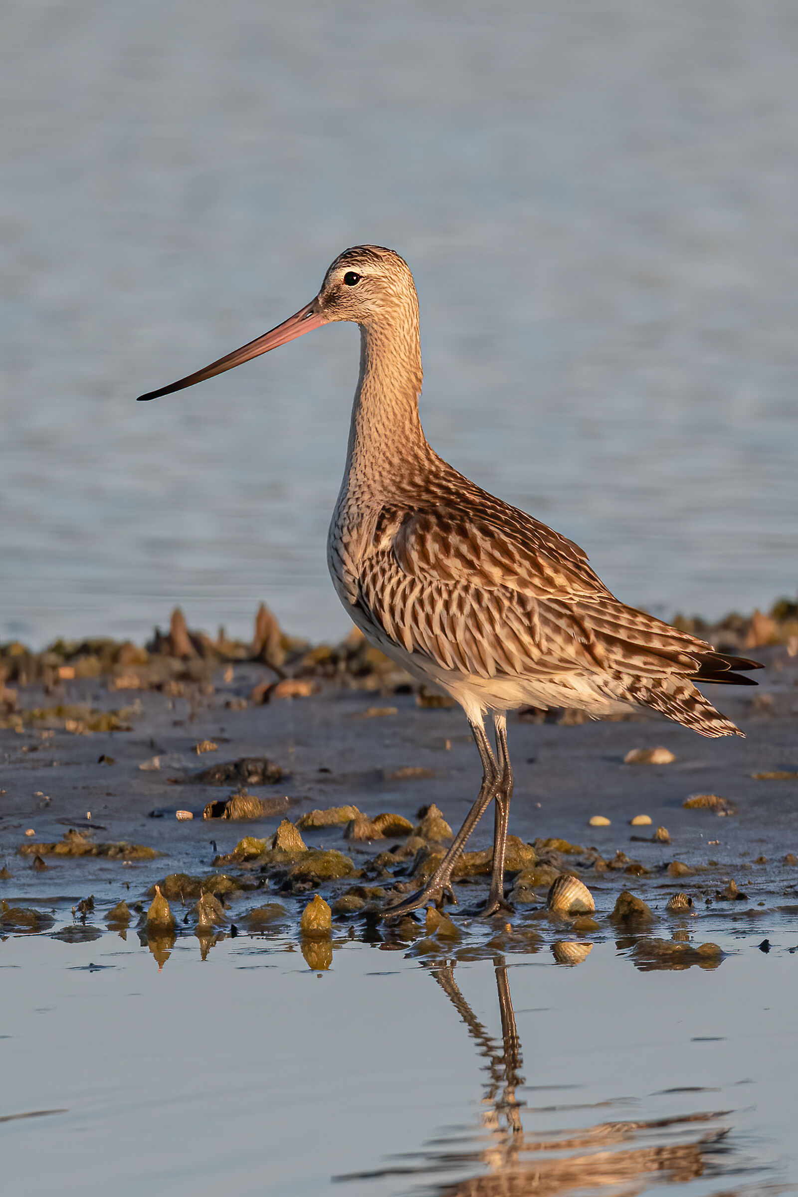 Pittima minore (Limosa lapponica)