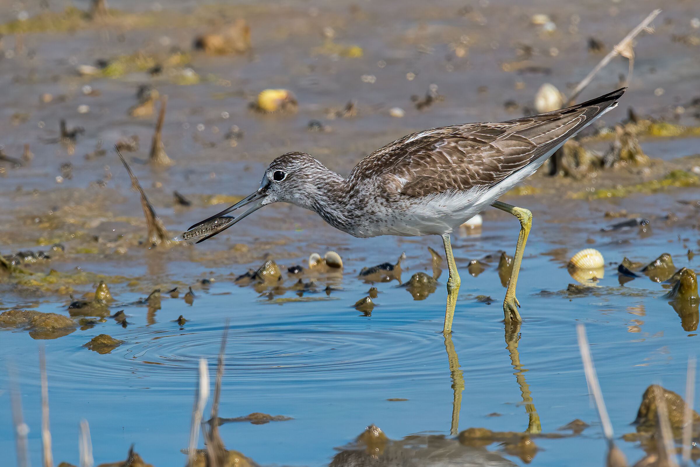 Pantana(Tringa nebularia)