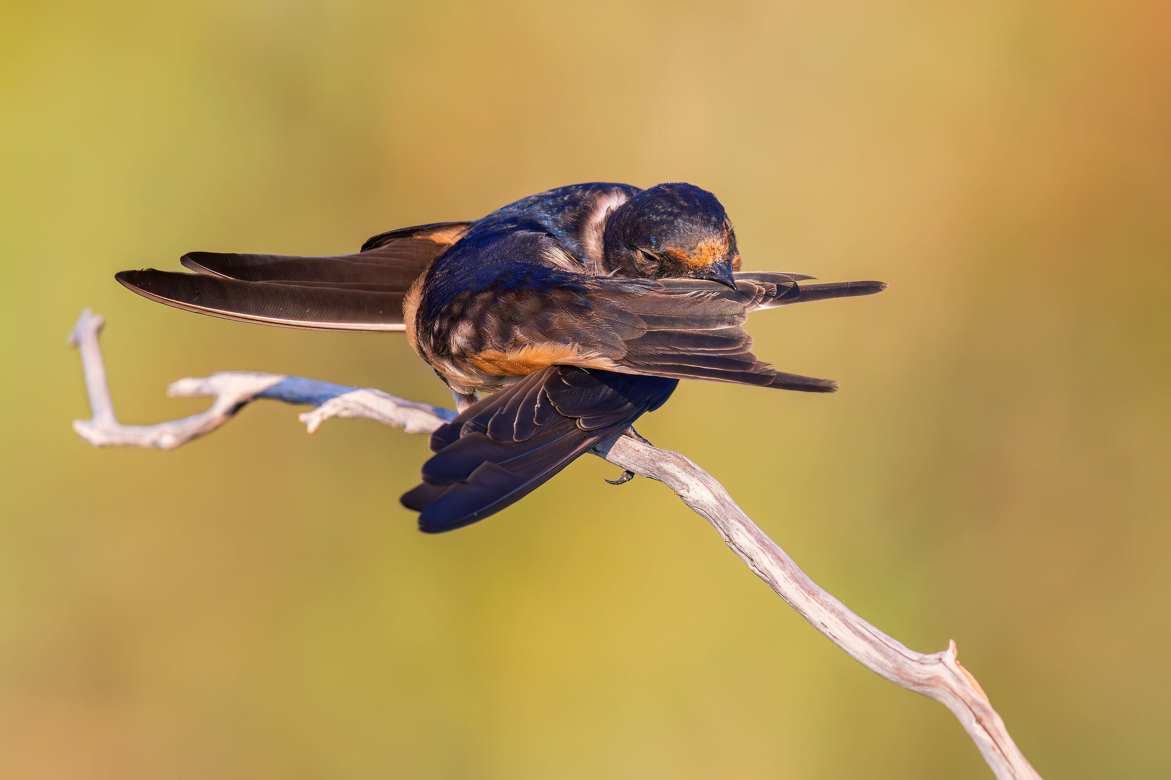 Pulizie Mattutine (Rondine)