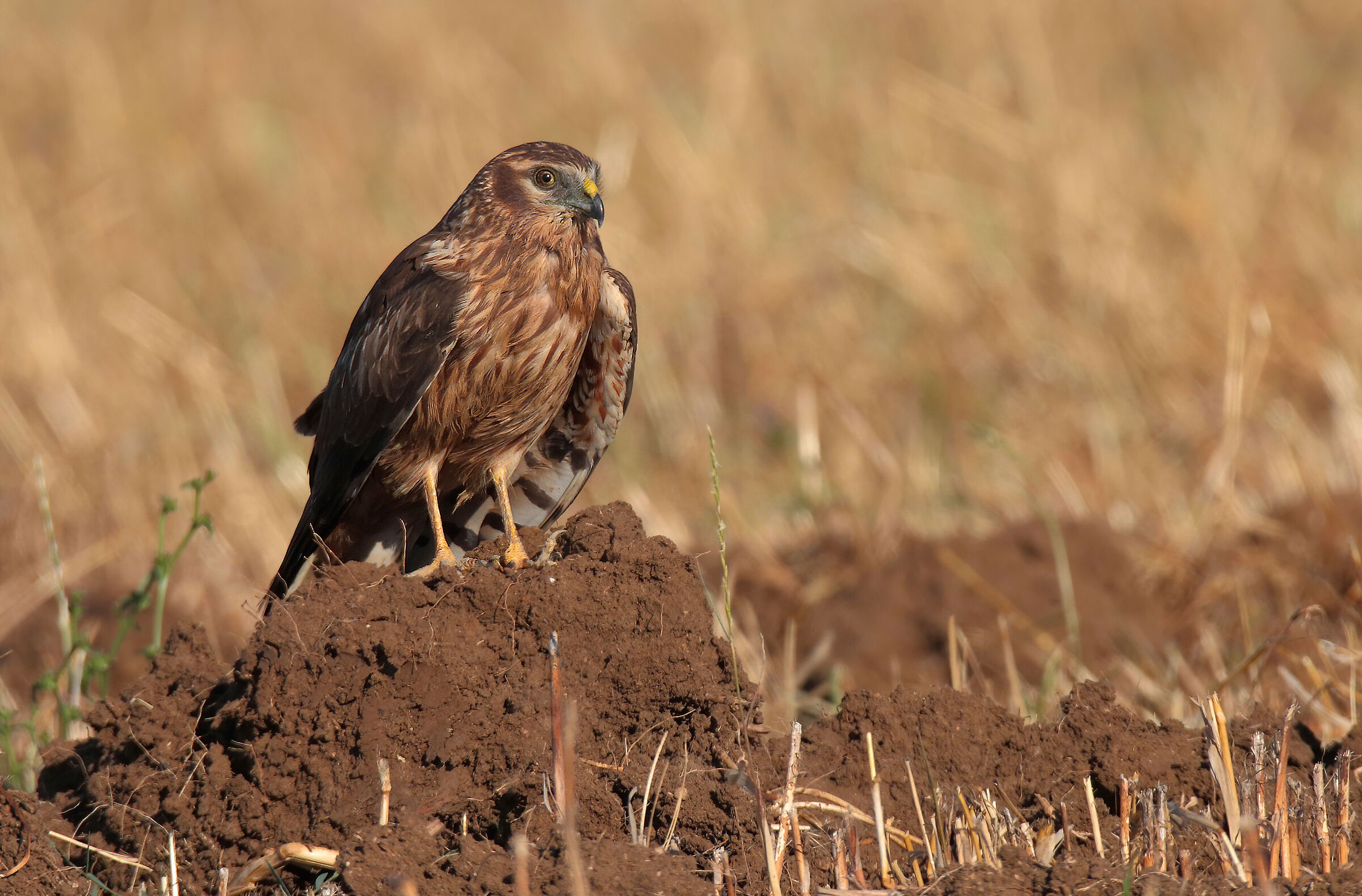 Albanella minore femmina posata