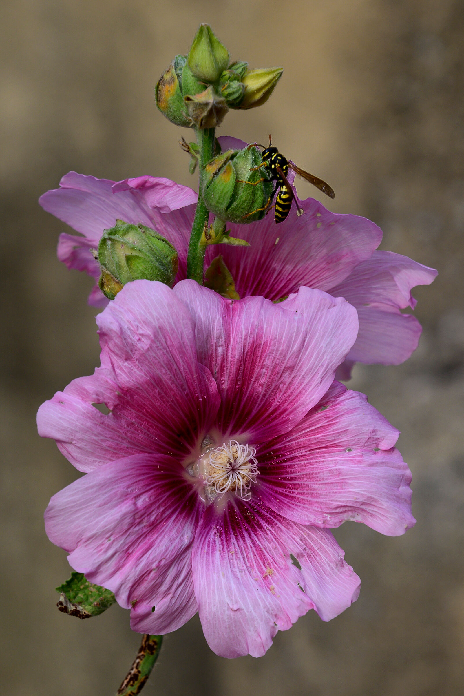 Sorpresa..fotografando un fiore, arriva anche l'insetto