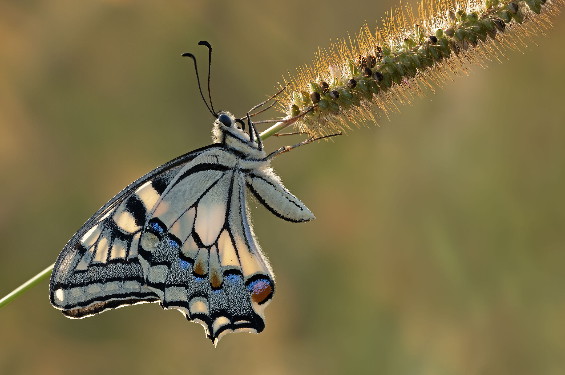 Macaone in controluce