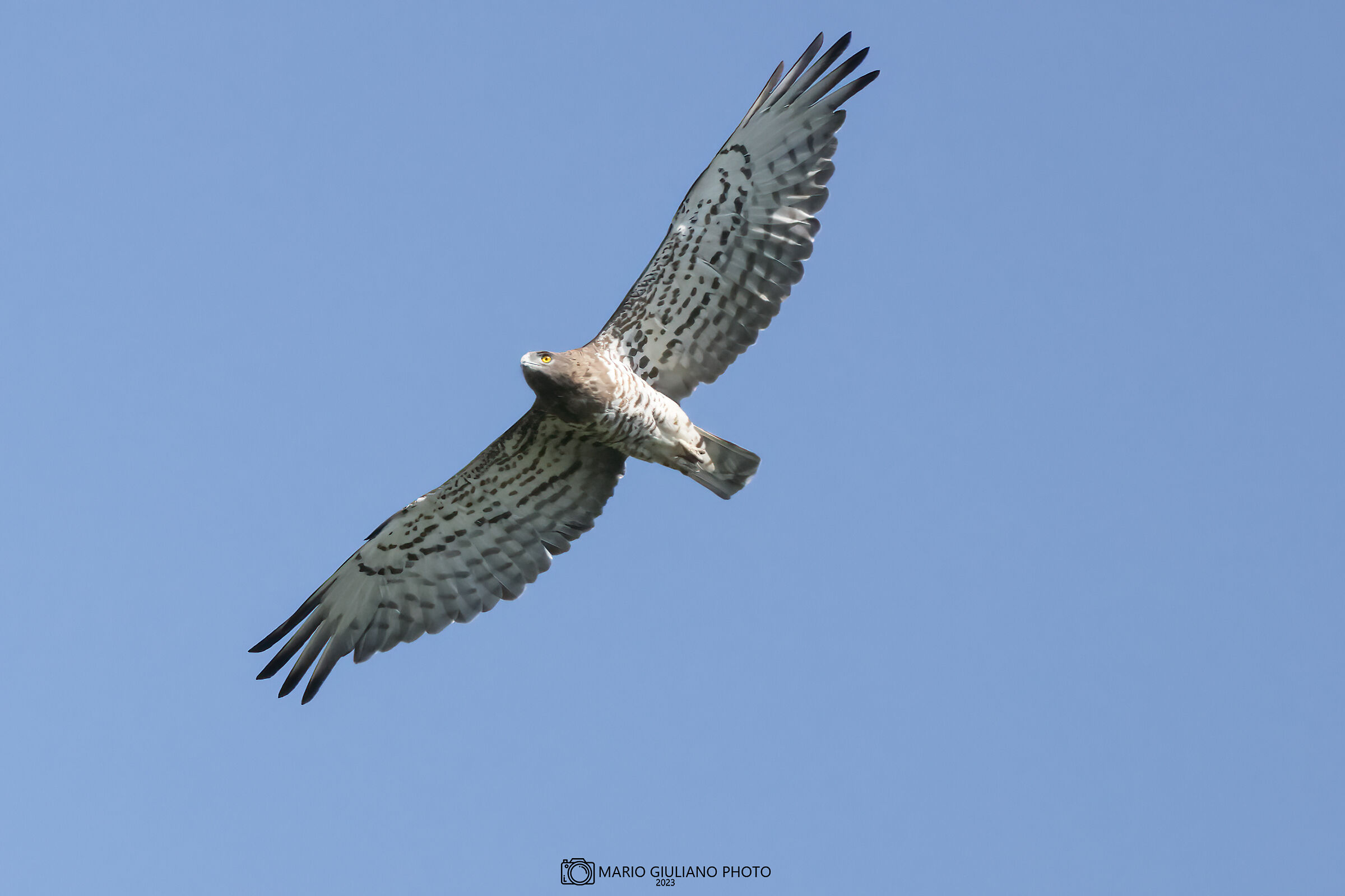 Harrier eagle