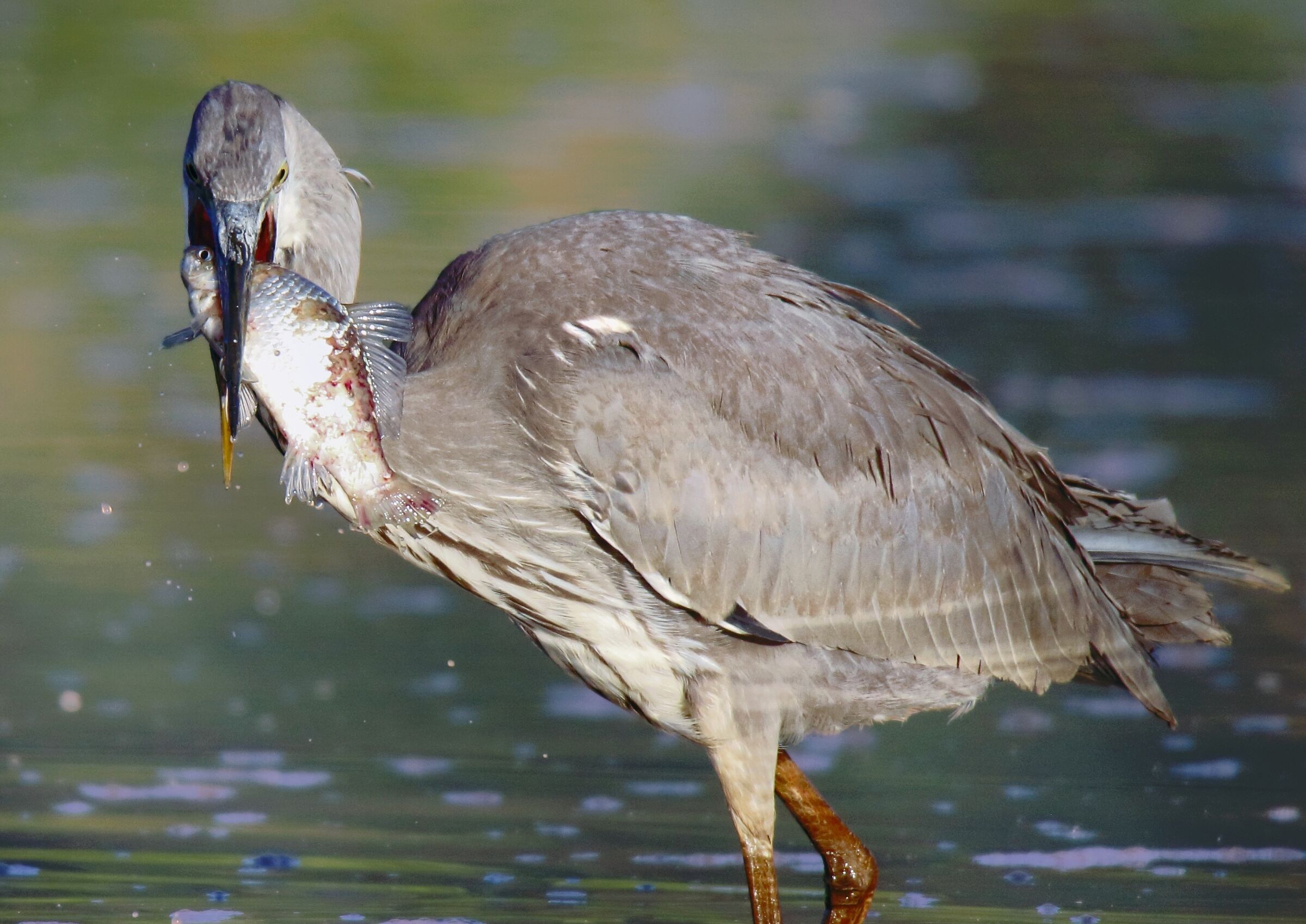 Un buon giorno per il grigio