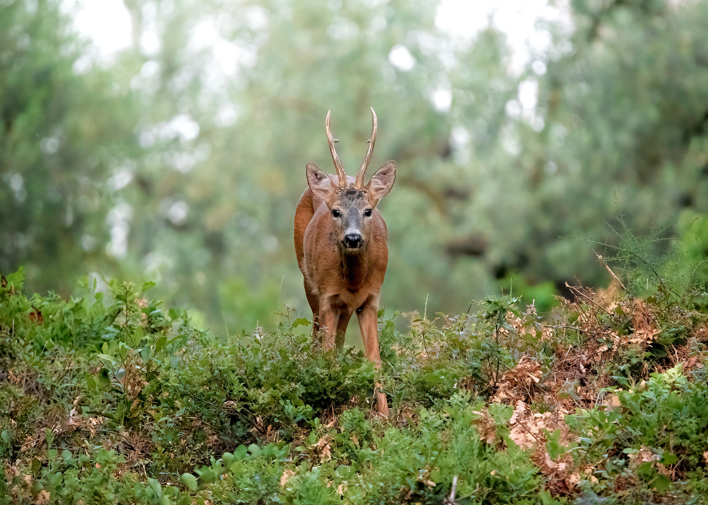 The Prince challenges me (Capriolo m. - Tuscany)