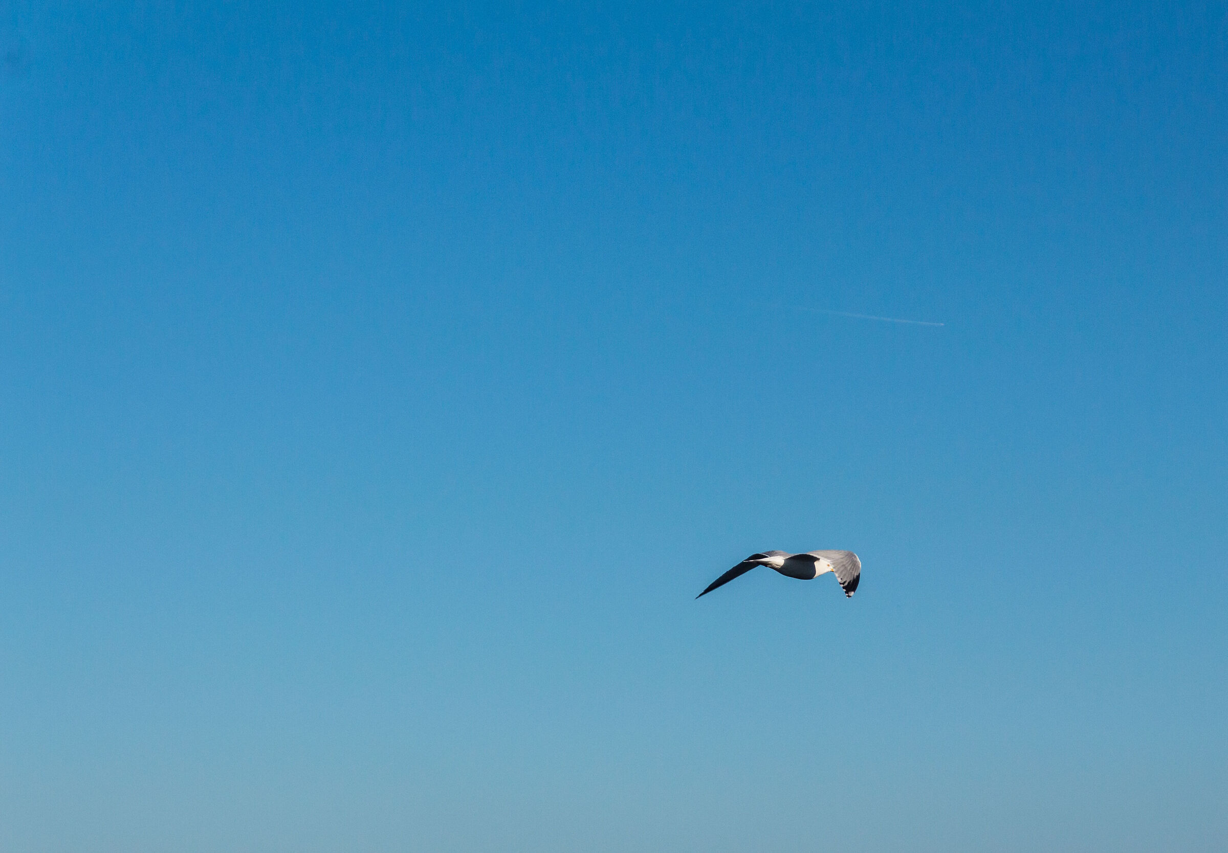 seagull